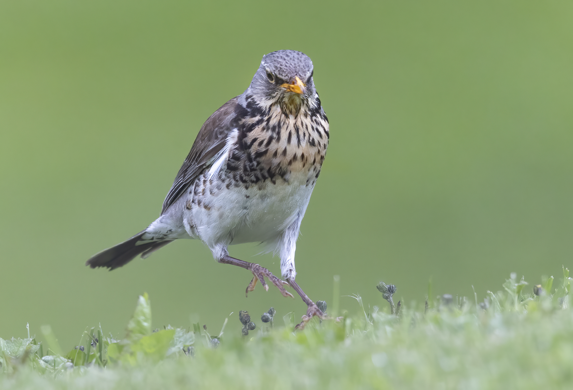 il salto della cesena