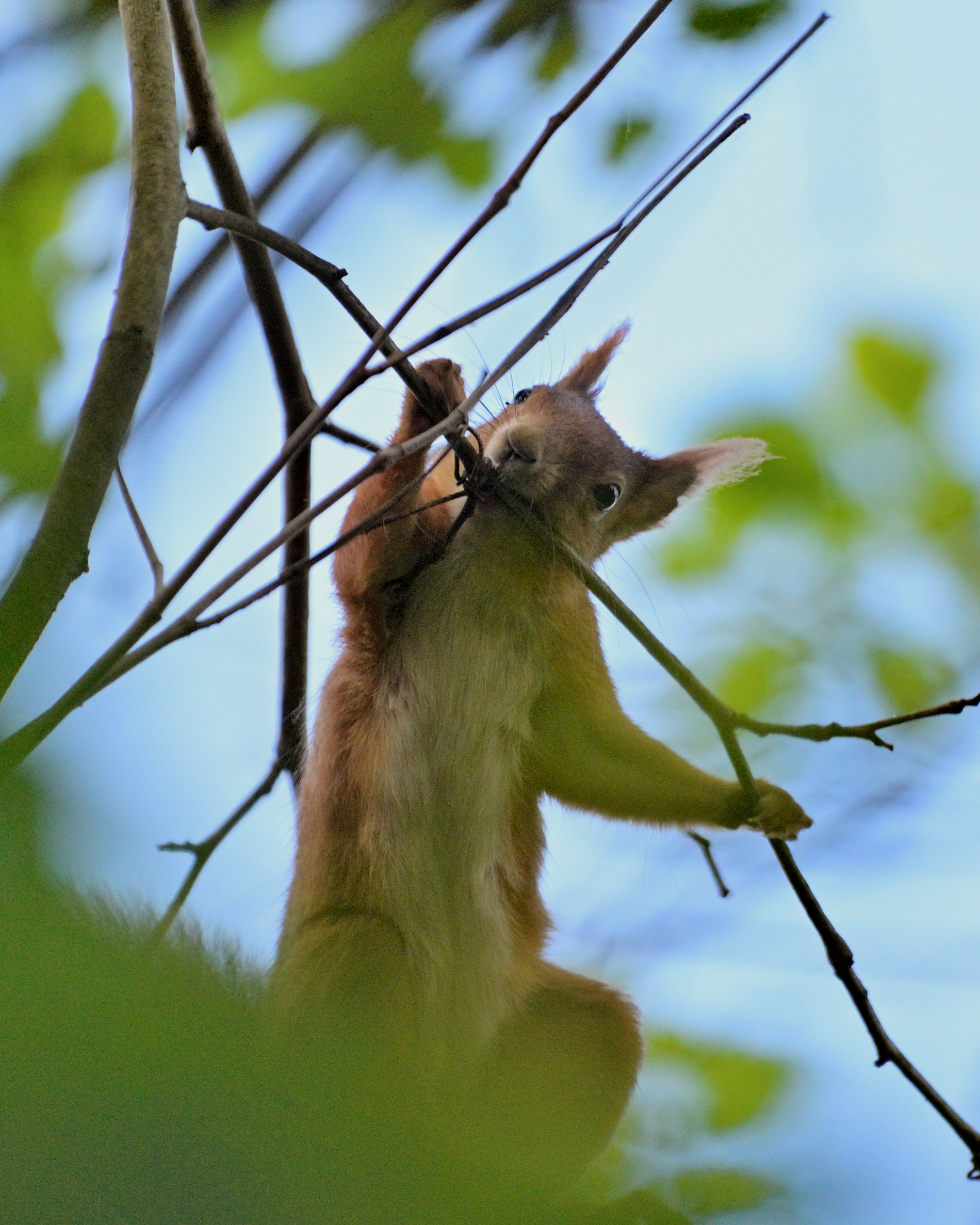 scoiattolo rosso equilibrista