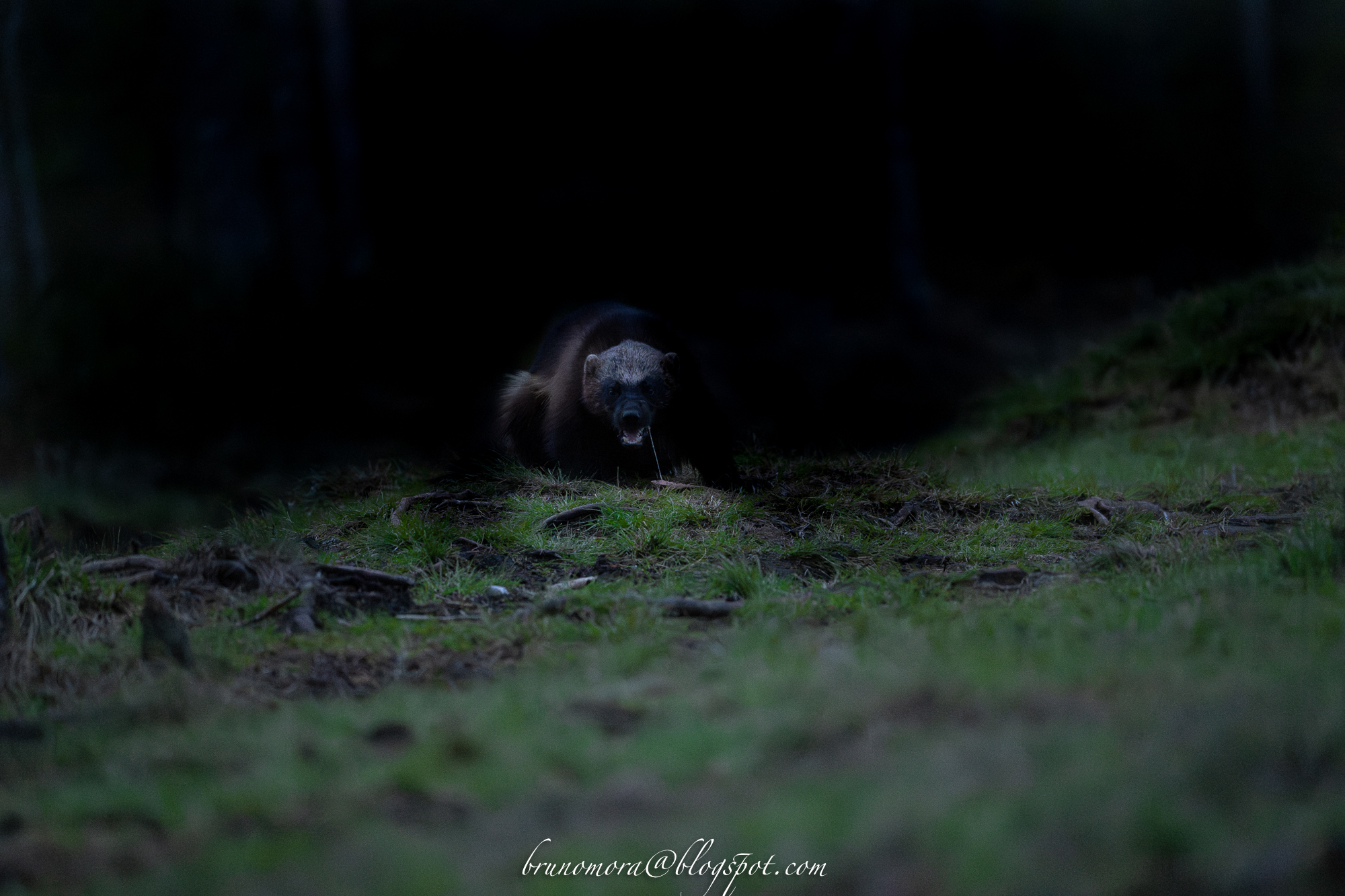 The Demon in the Shadows