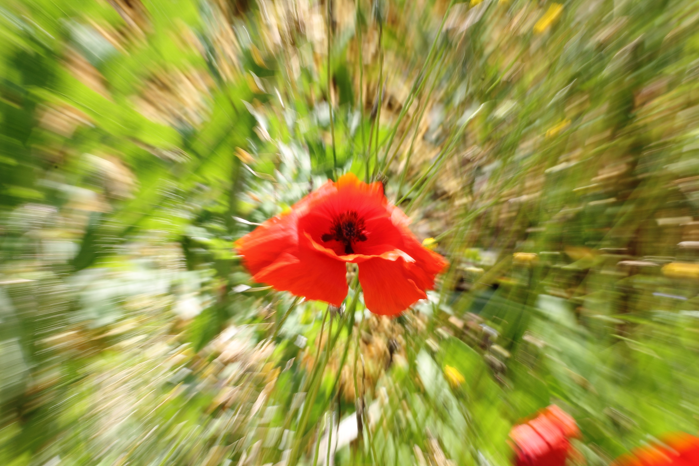 Concentrate on Poppy!