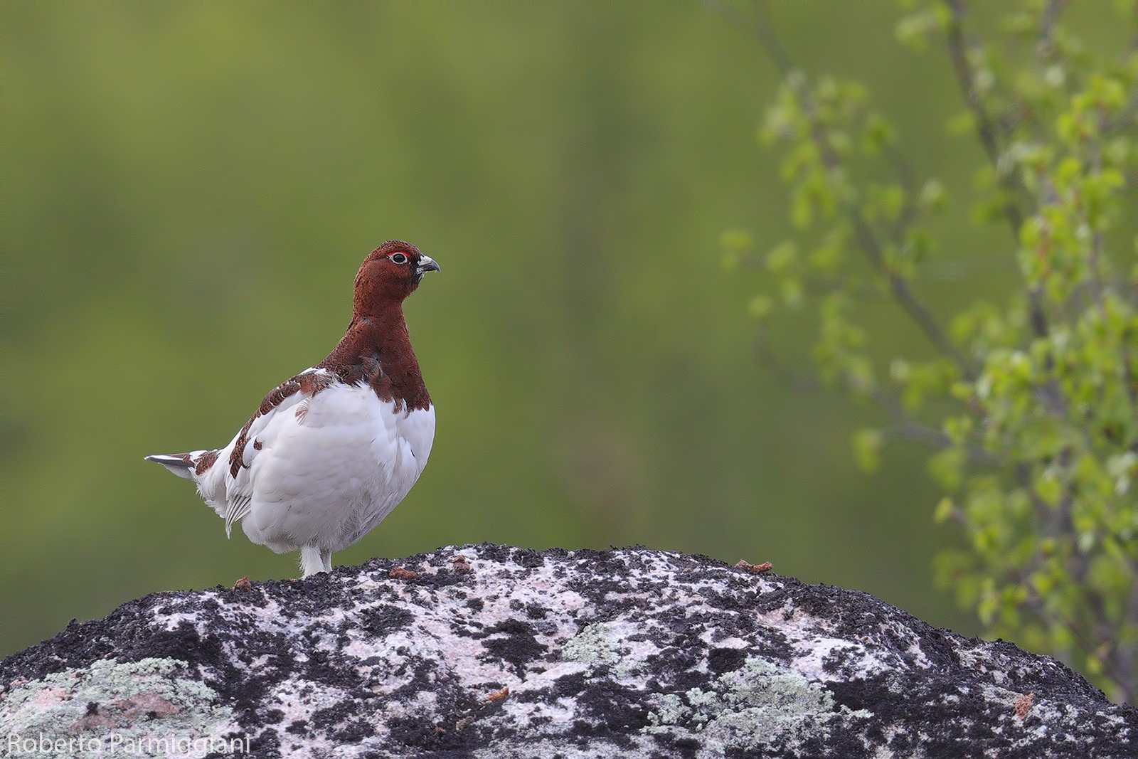 Nordic ptarmigan.