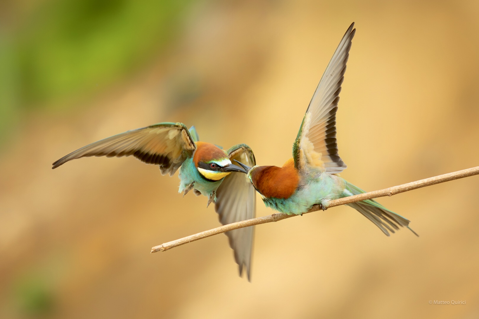 Bee-eater quarrels