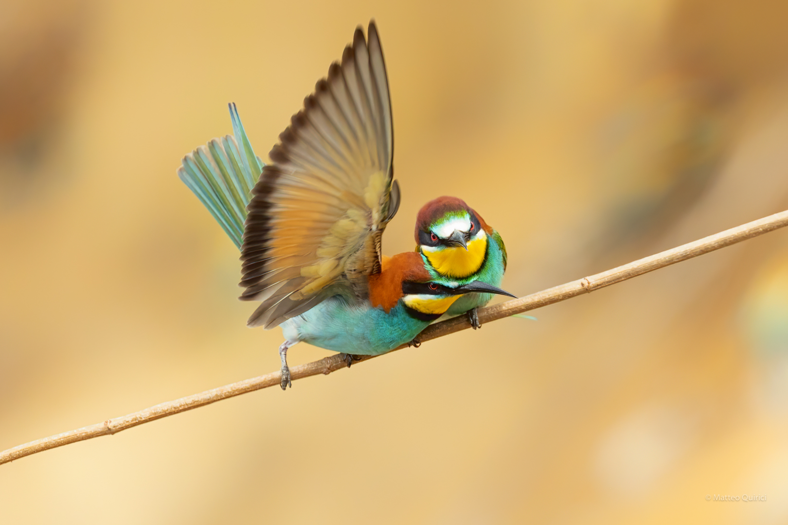 Ti prenderò sotto la mia ala