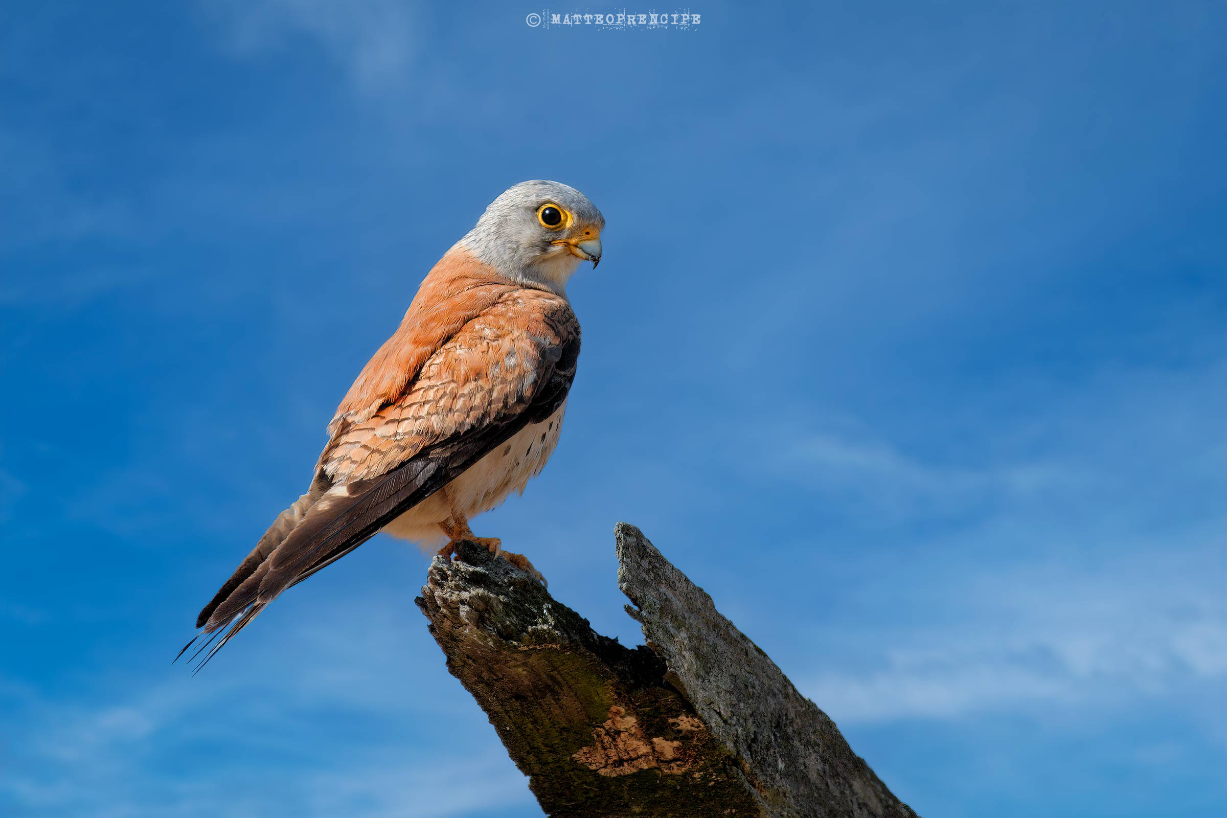 Lesser kestrel posing