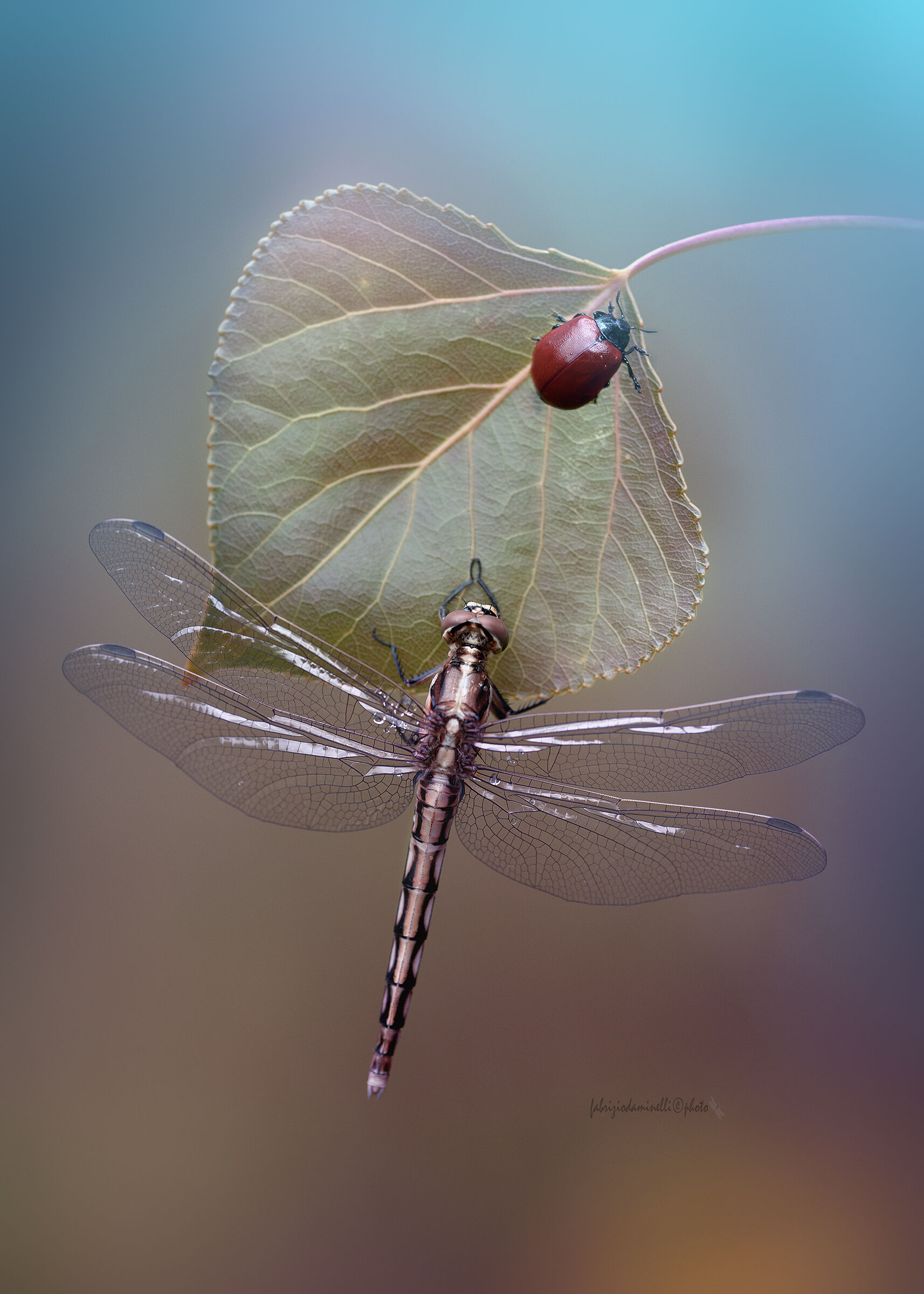 Orthetrum albistylum and Crysomela populi
