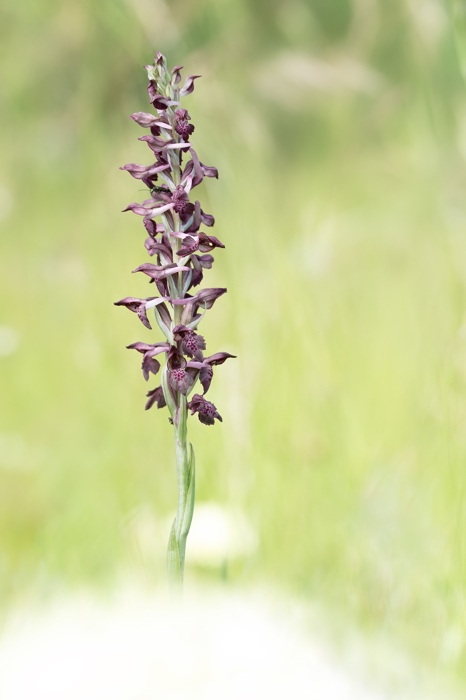 Anacampis coriophora