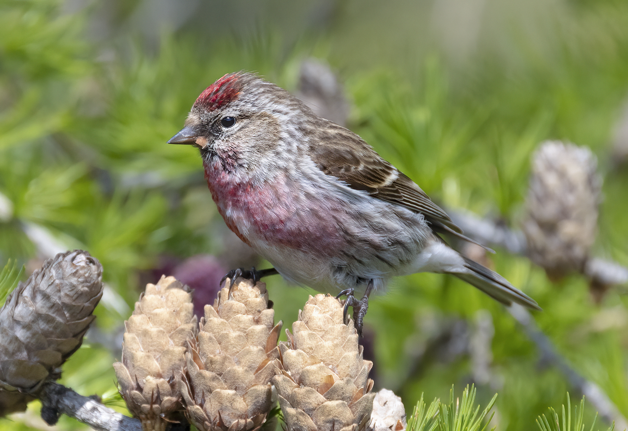 in equilibrio sulle pigne, organetto