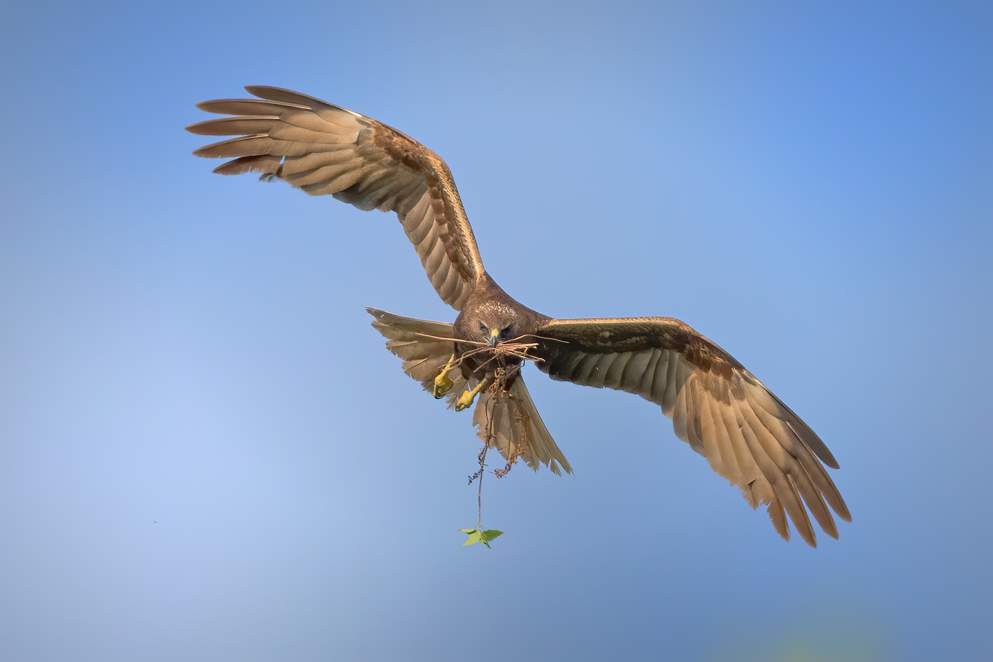 Falco di palude femmina