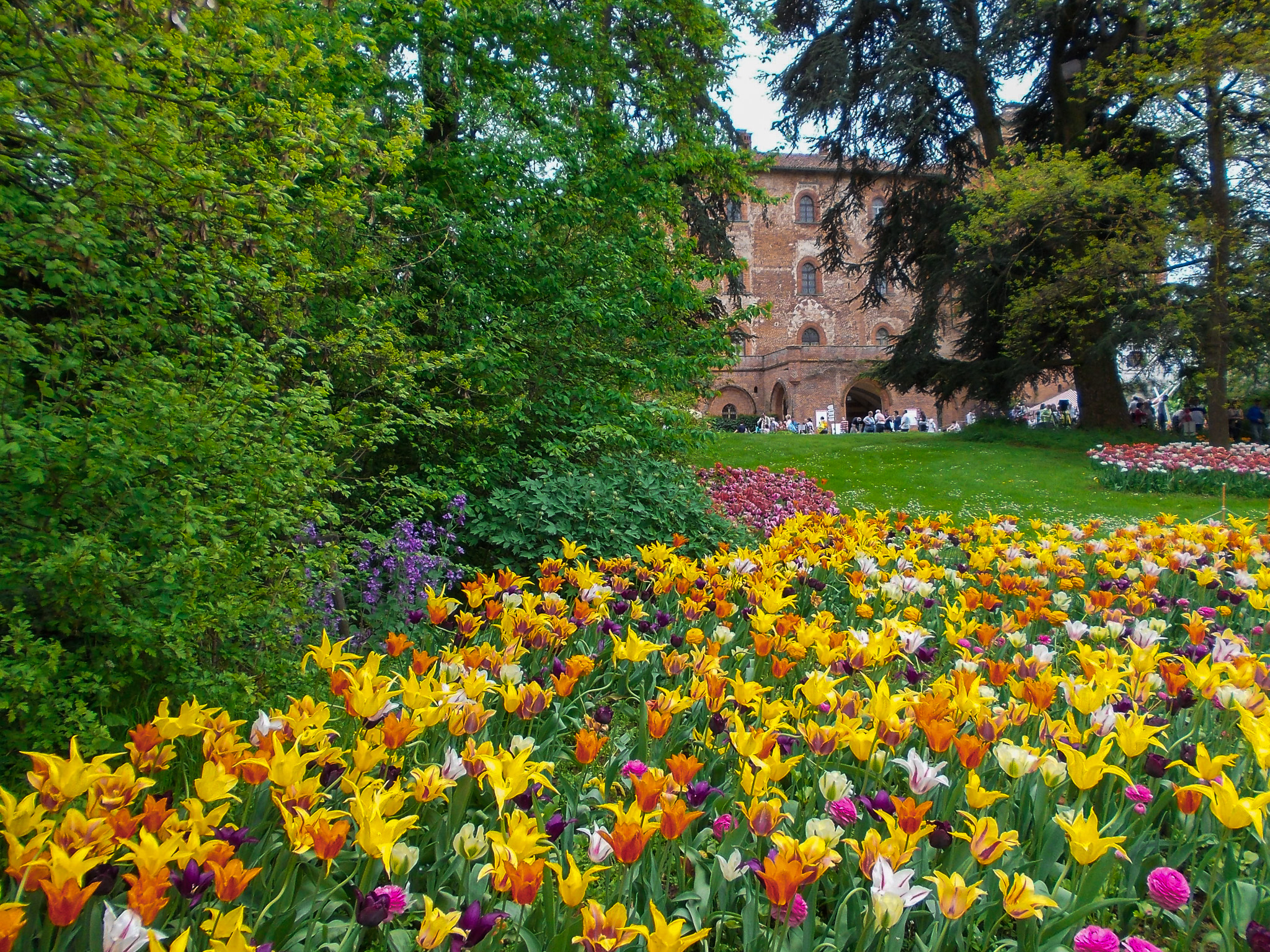 Messer Tulipano