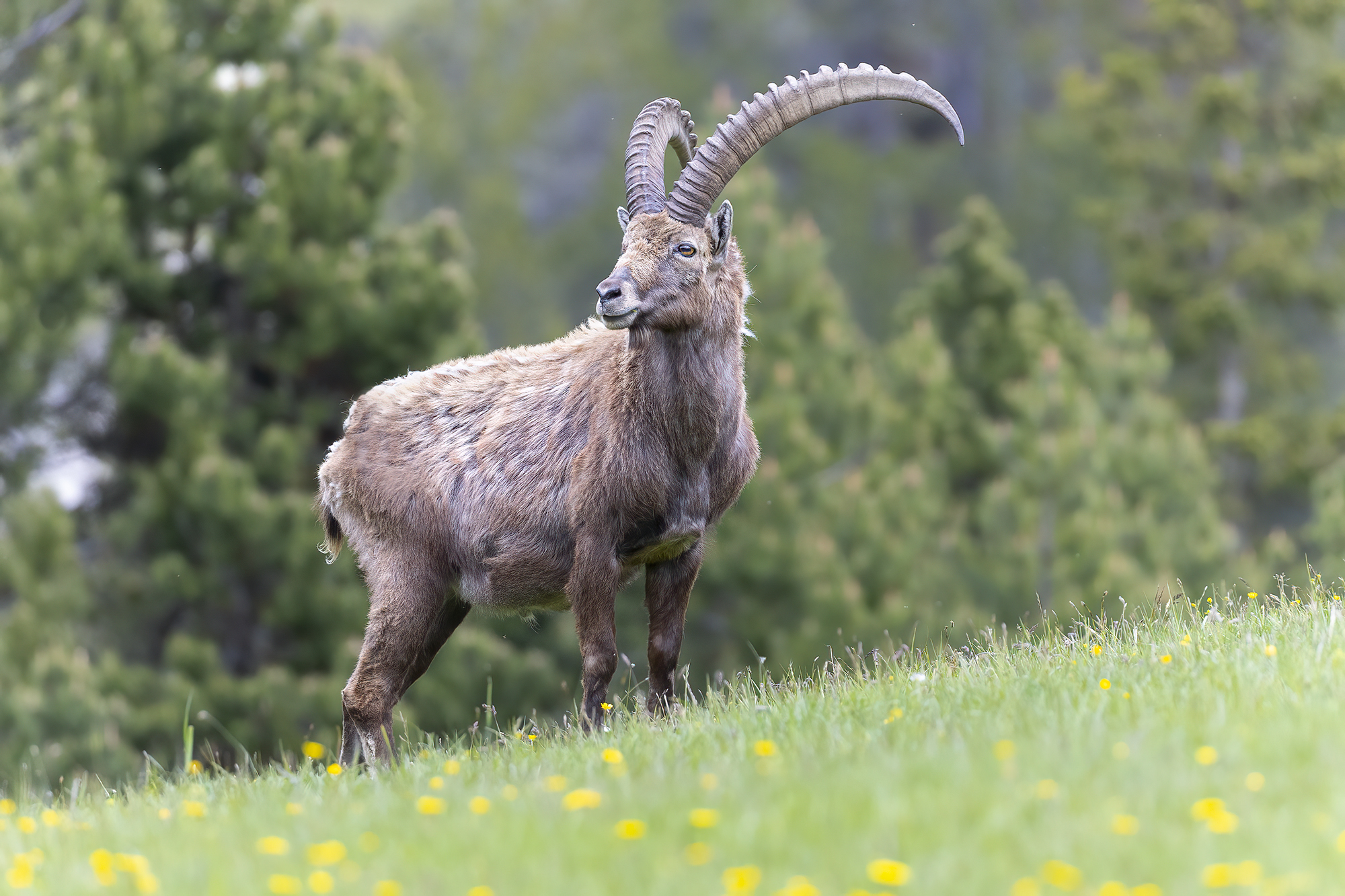 high altitude meadows, ibex