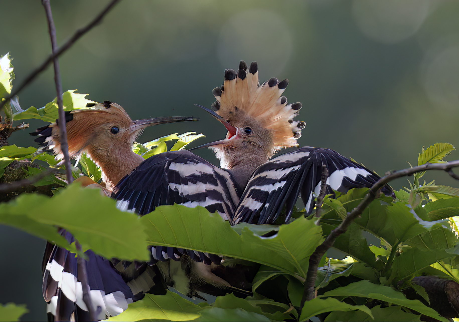 Hoopoe 05-2023