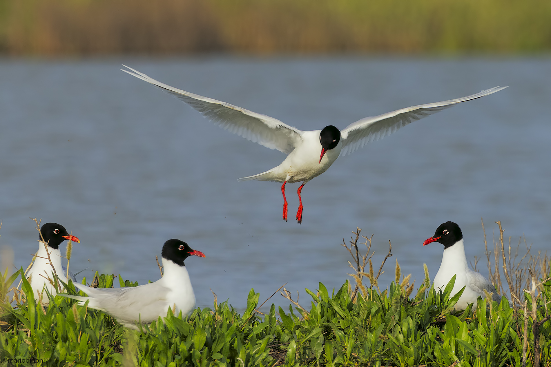 Coral gulls