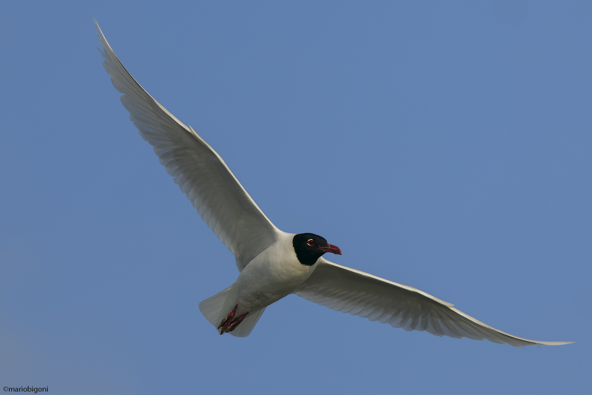 Mediterranean gull