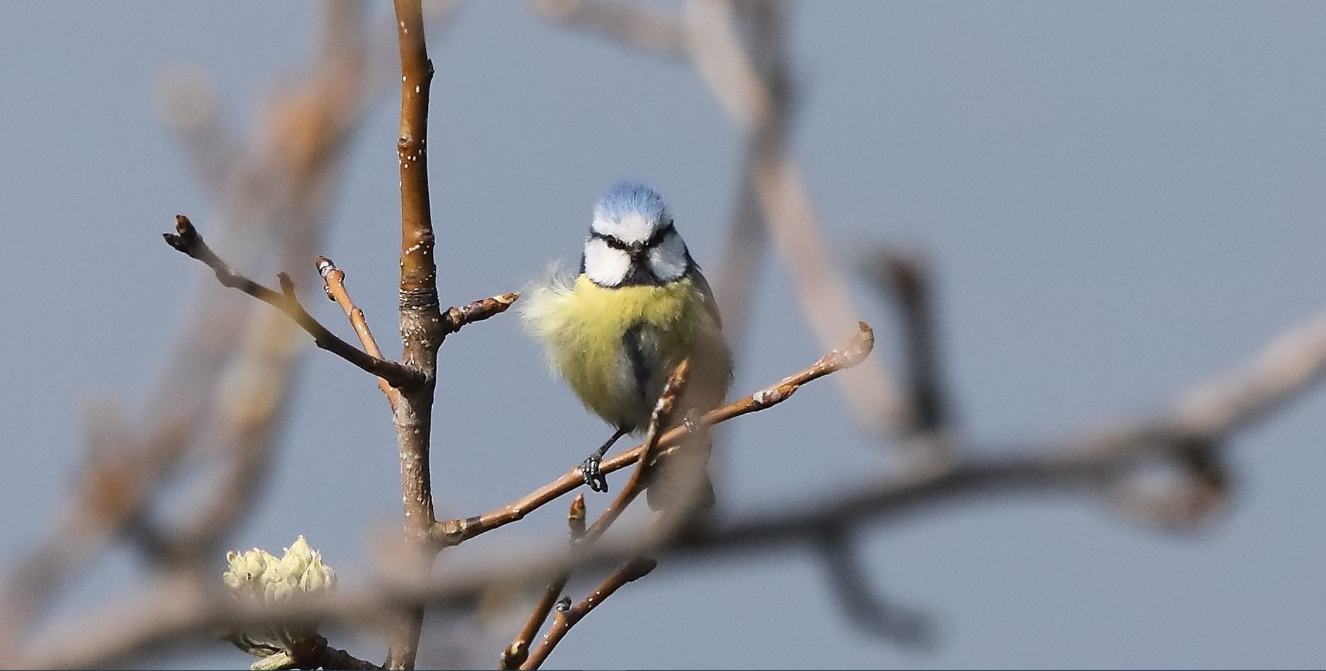 cinciarella 21-03-2023