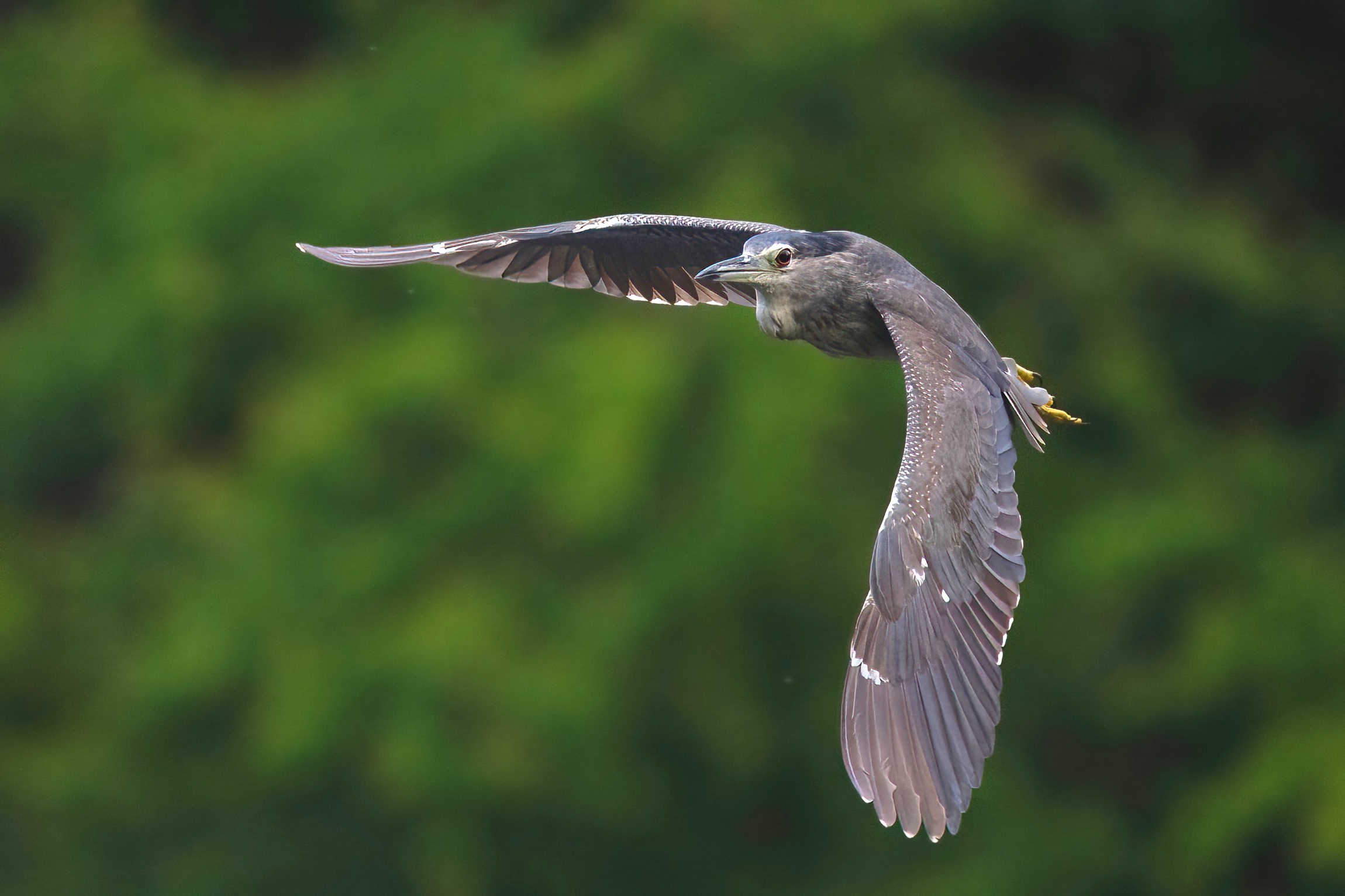 Nitticora (Nycticorax nycticorax ) juv