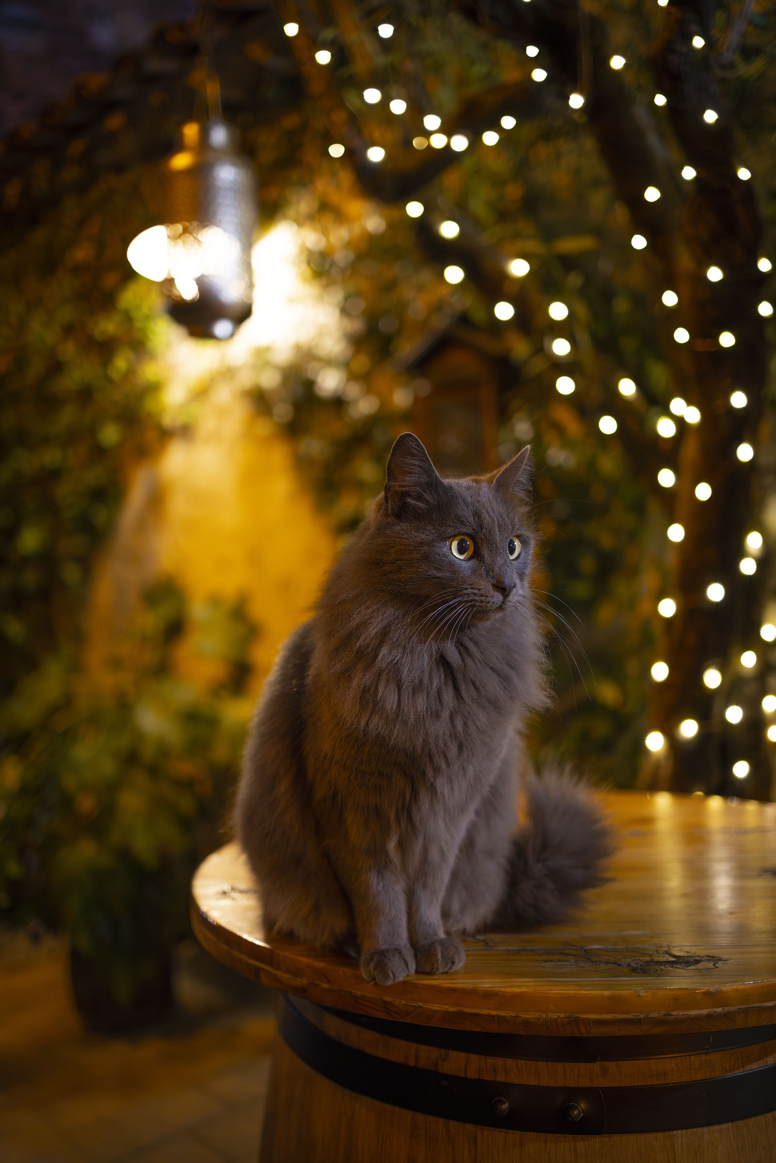 Provencal cat