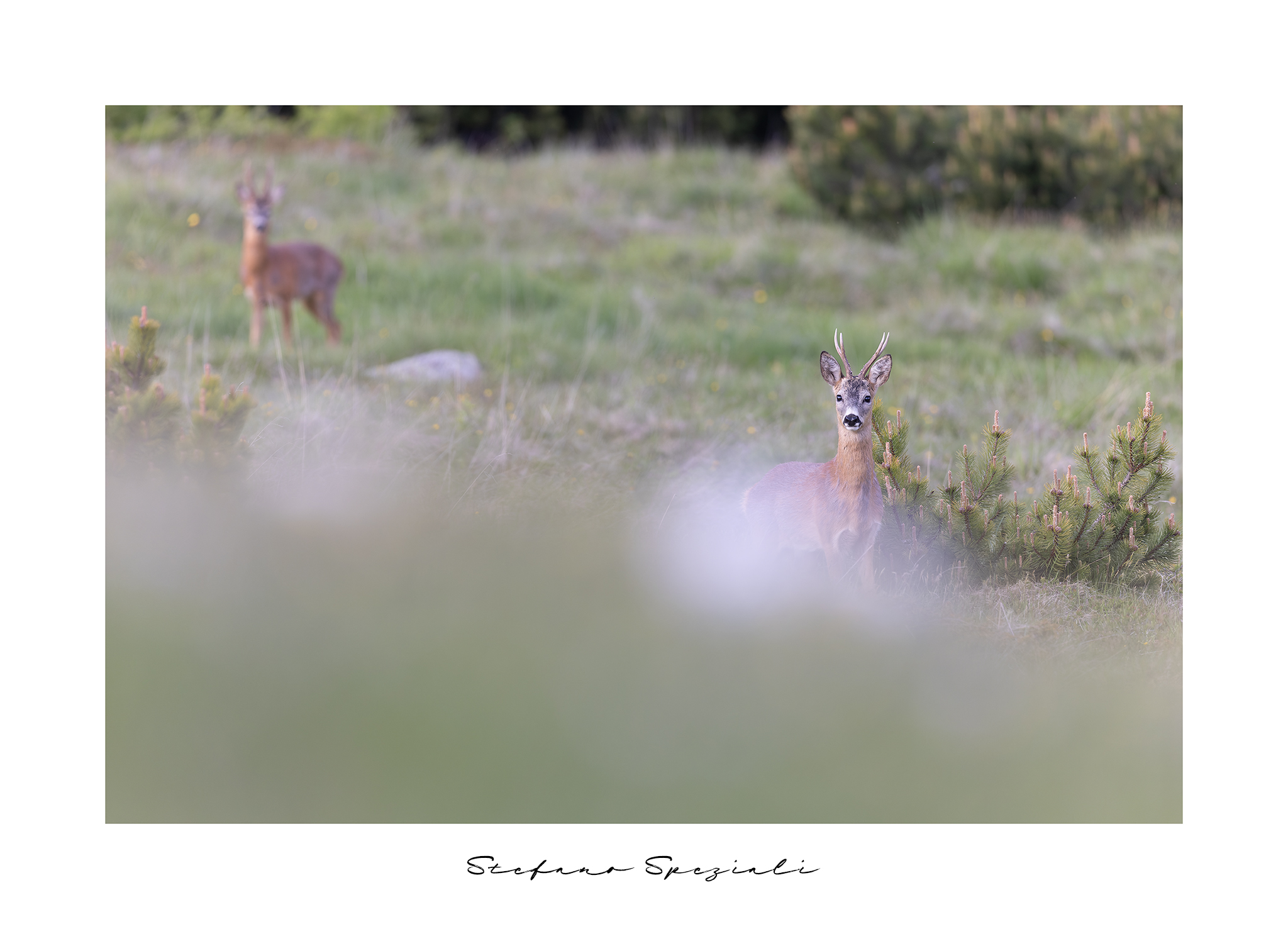 Roe deer - Capreolus capreolus