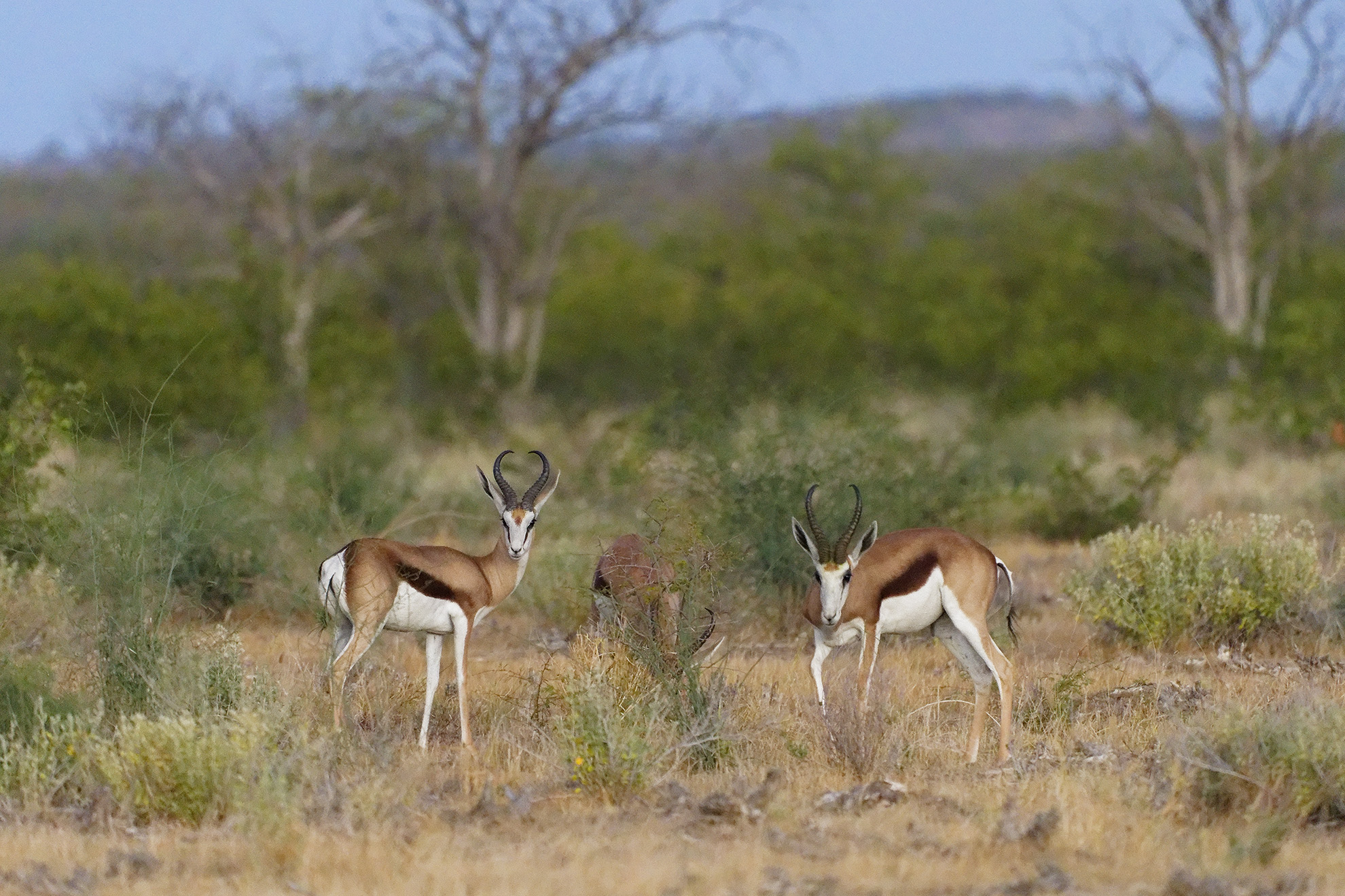 Springbok