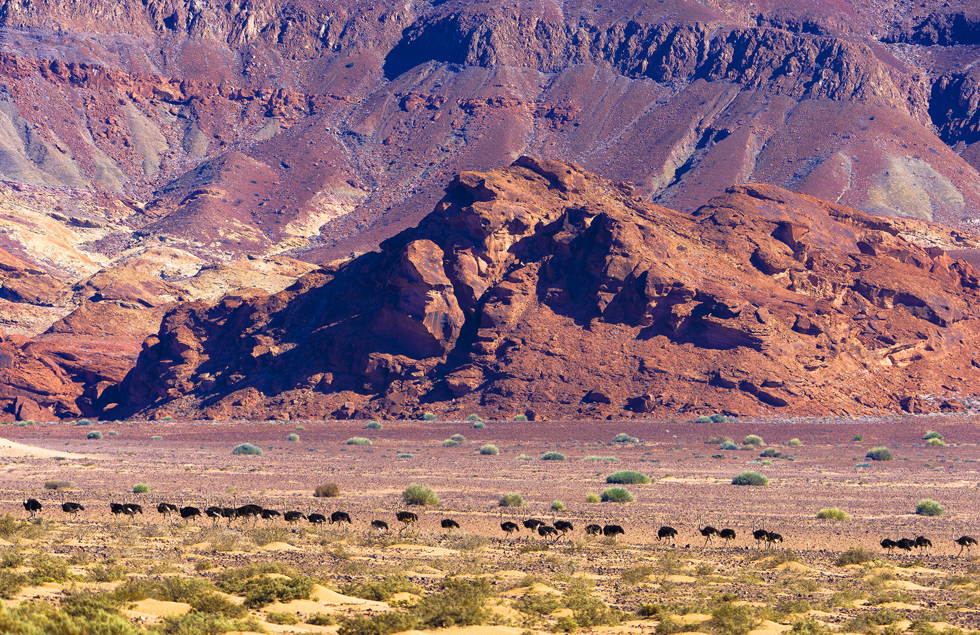 "La lunga fila." Struzzi, Namibia