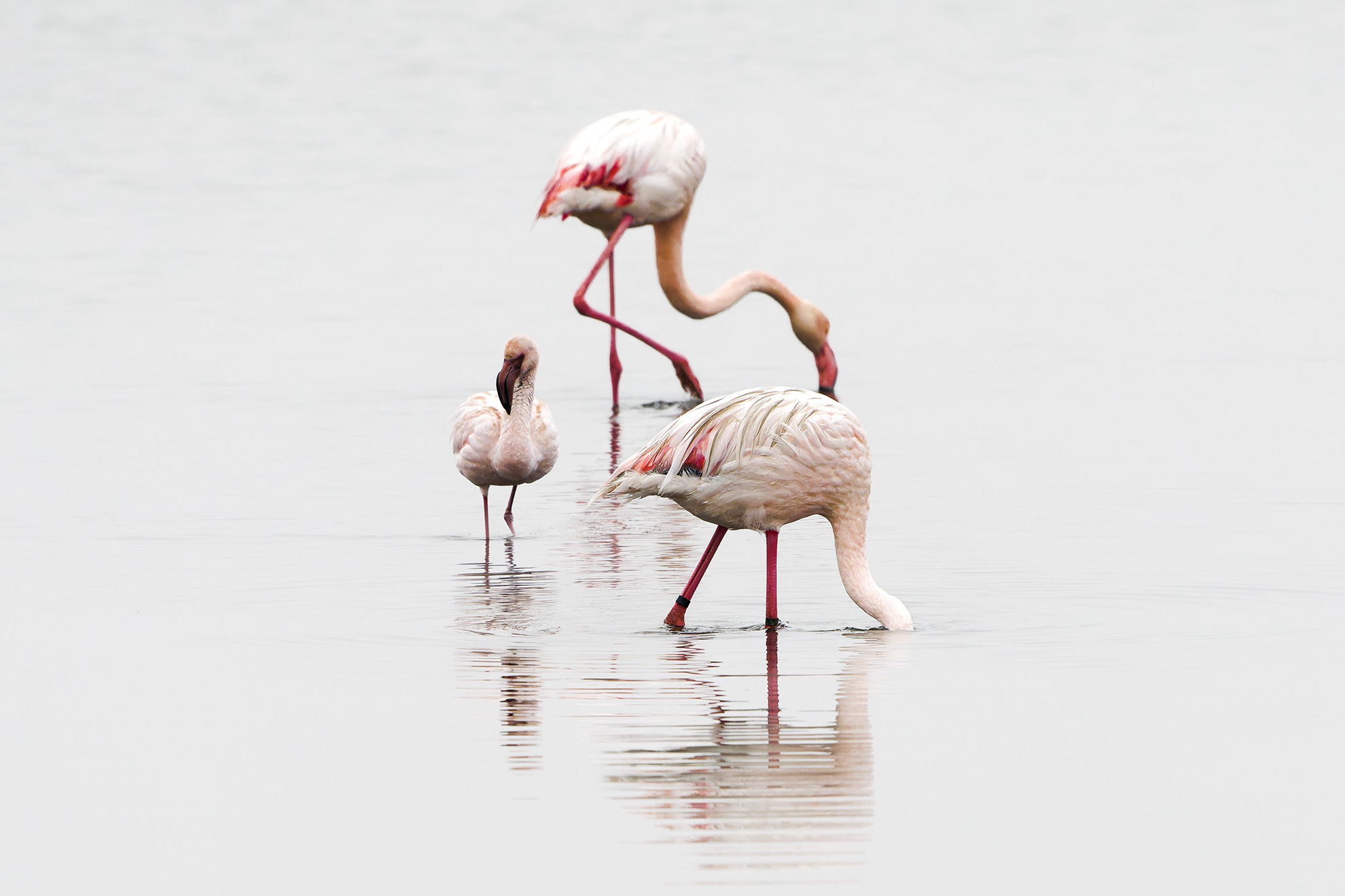 Porpora nel mare. Fenicotteri minori, Namibia