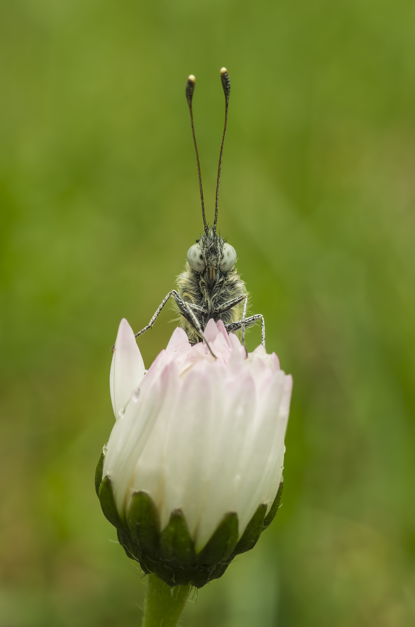 Anthocharis cardamines