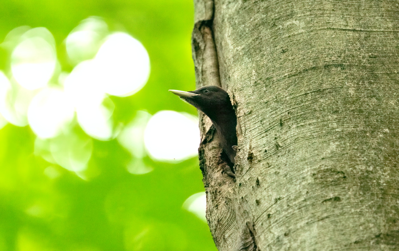 Black woodpecker chicken
