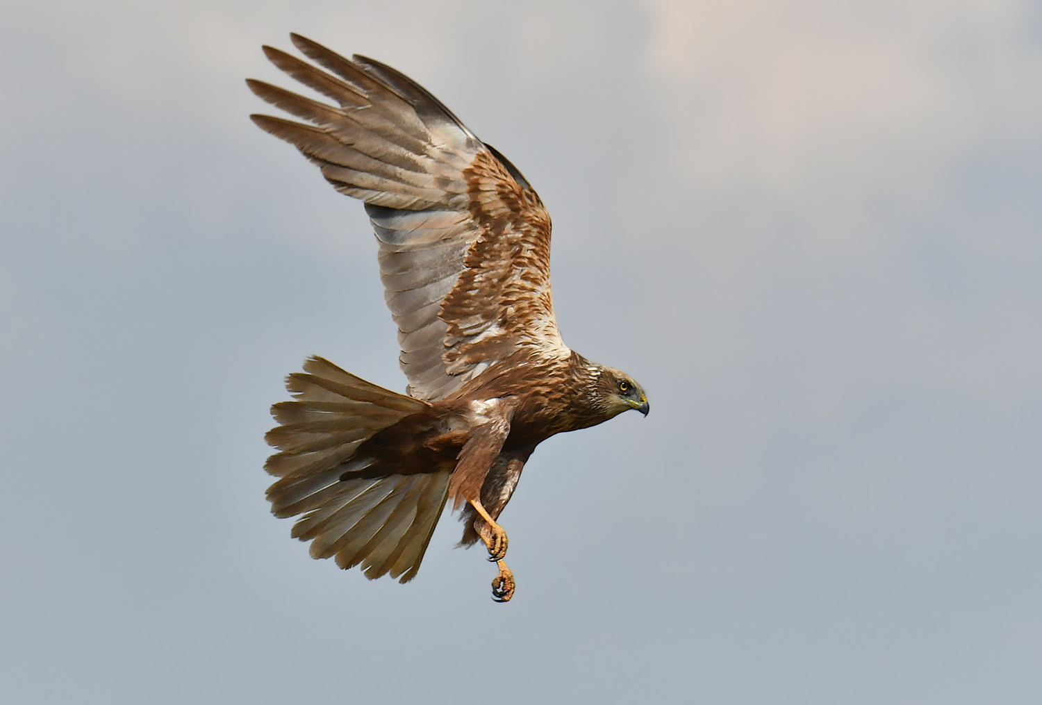 Marsh harrier