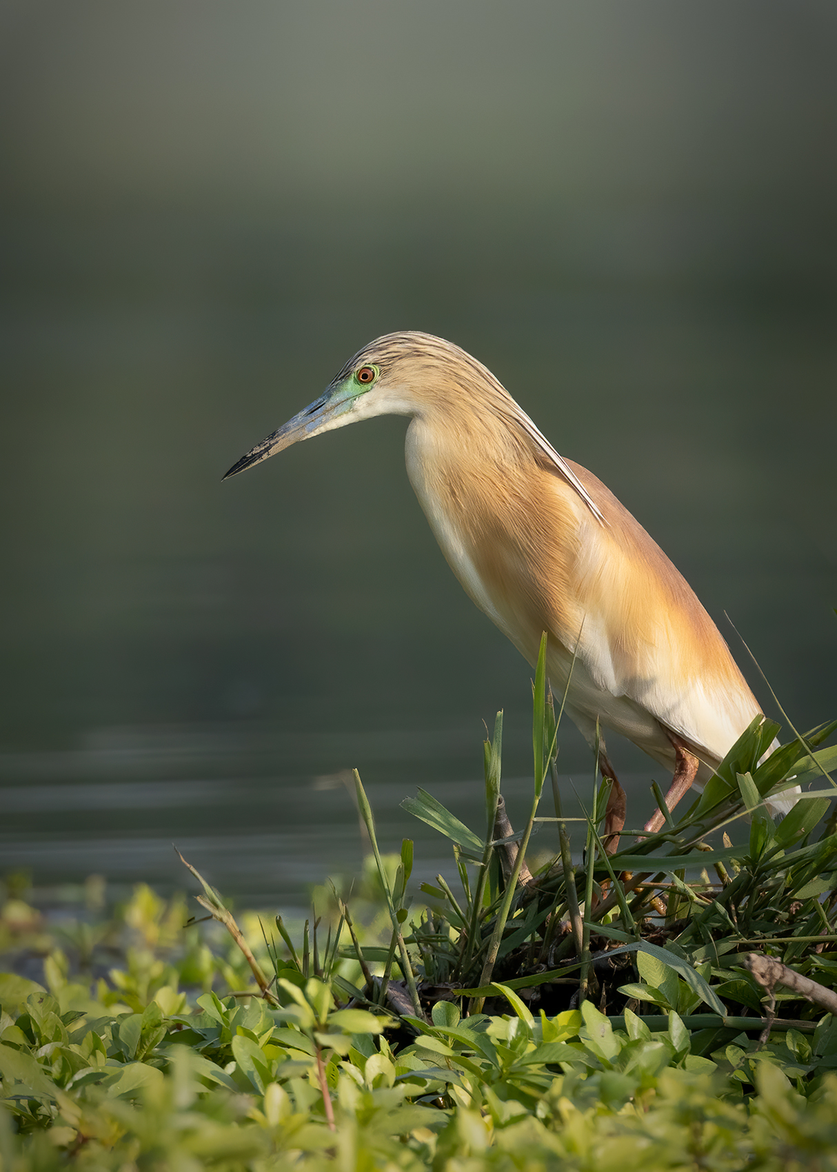 L'occhio della sgarza