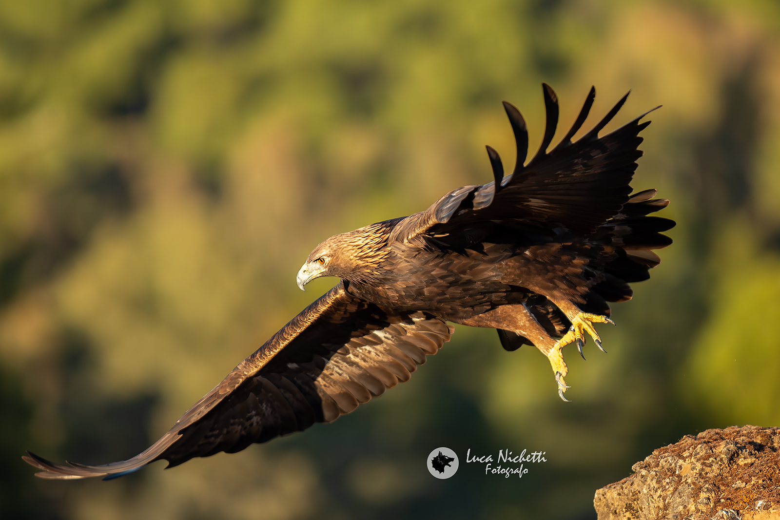 The detachment of the eagle