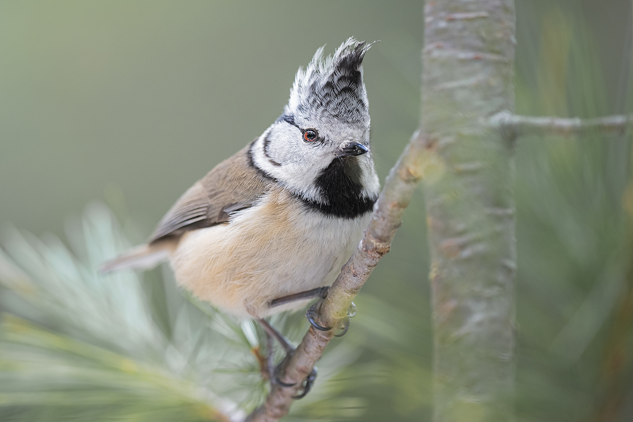 tufted