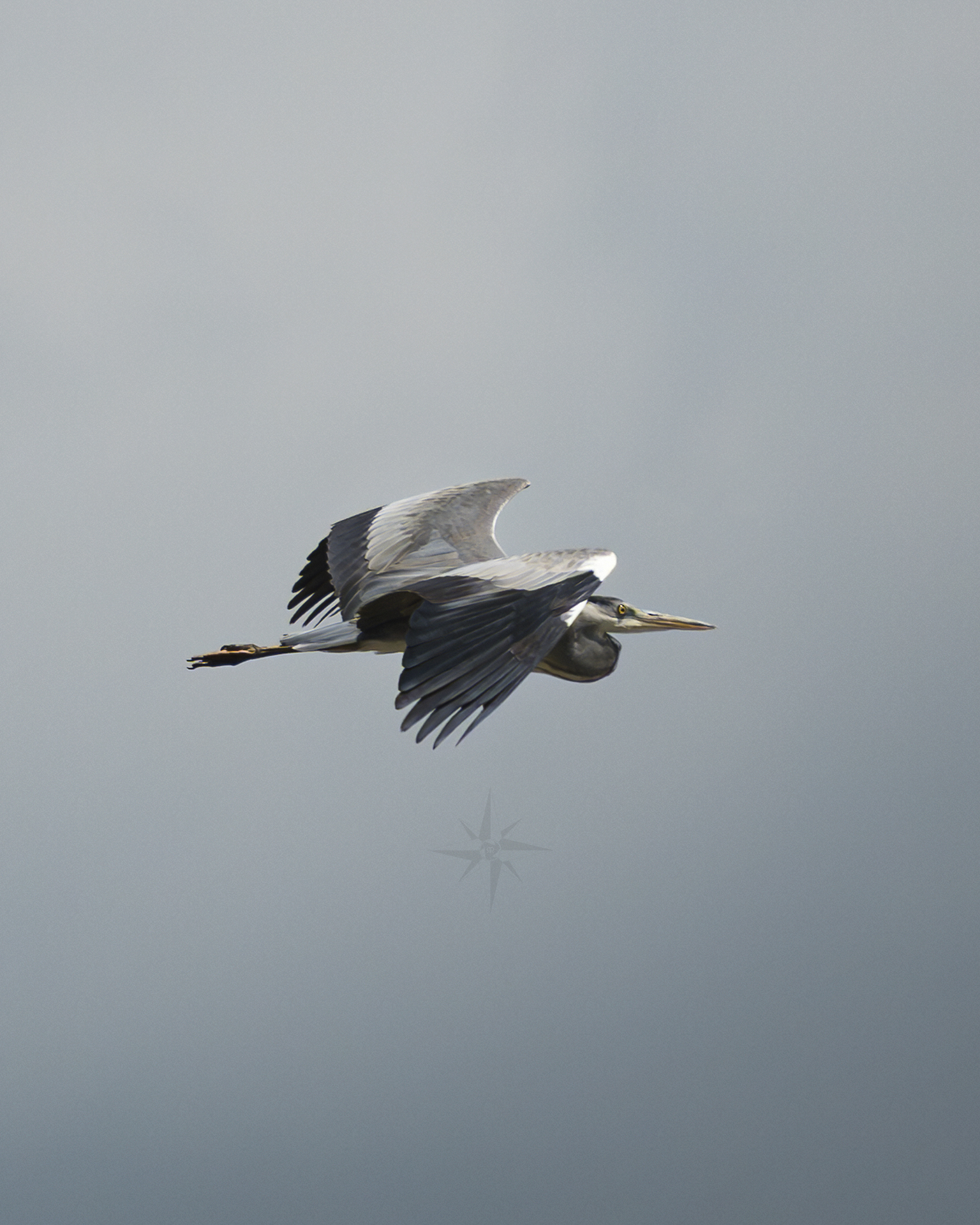 Airone Cenerino in volo