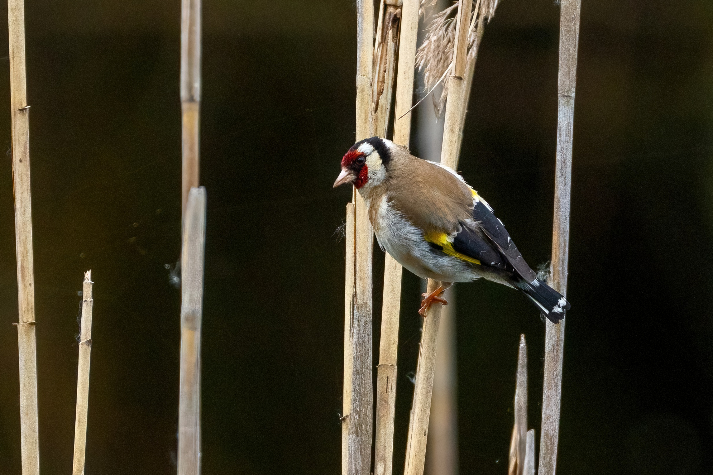 Goldfinch in reeds