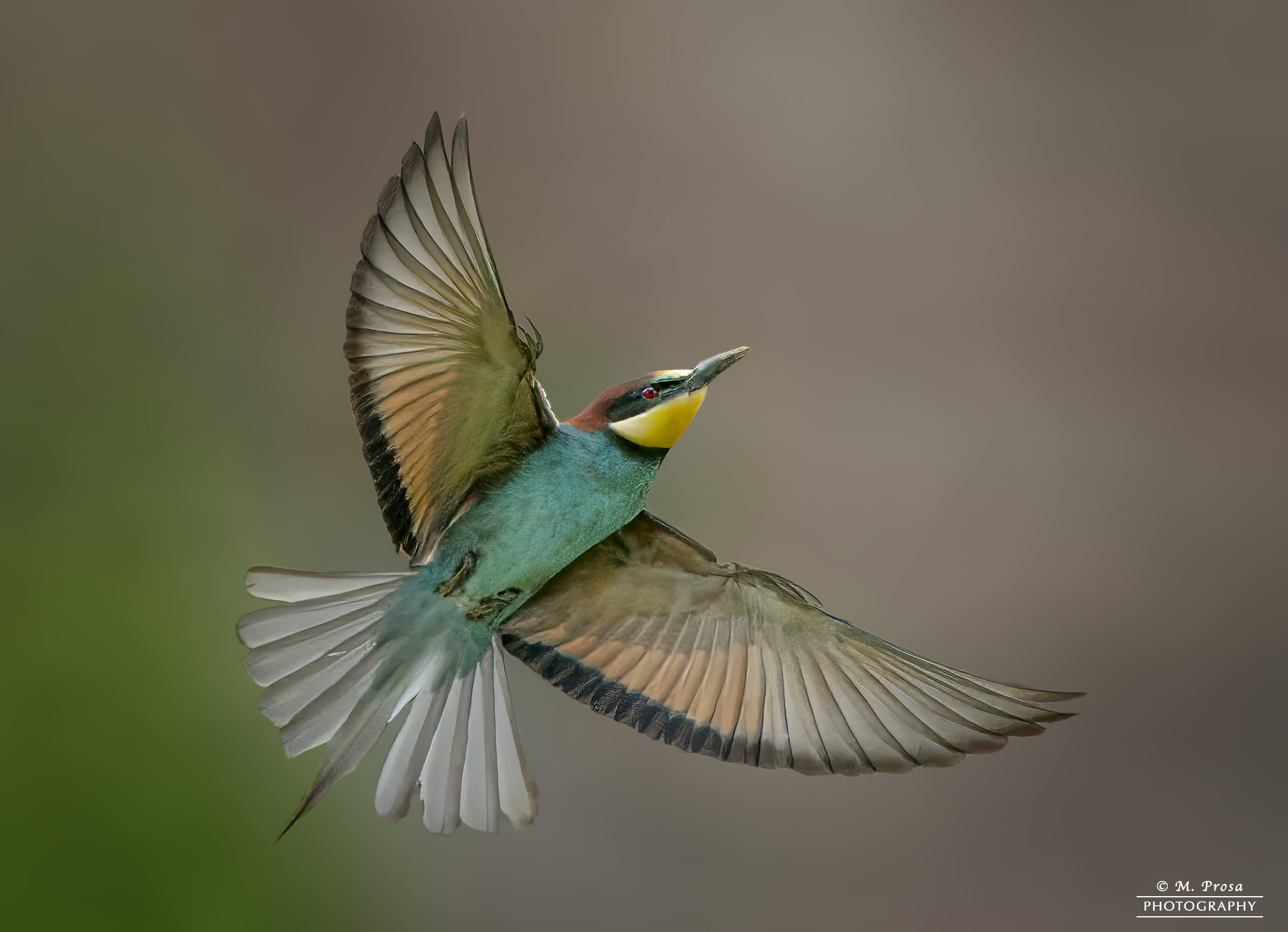 Bee-eater in flight