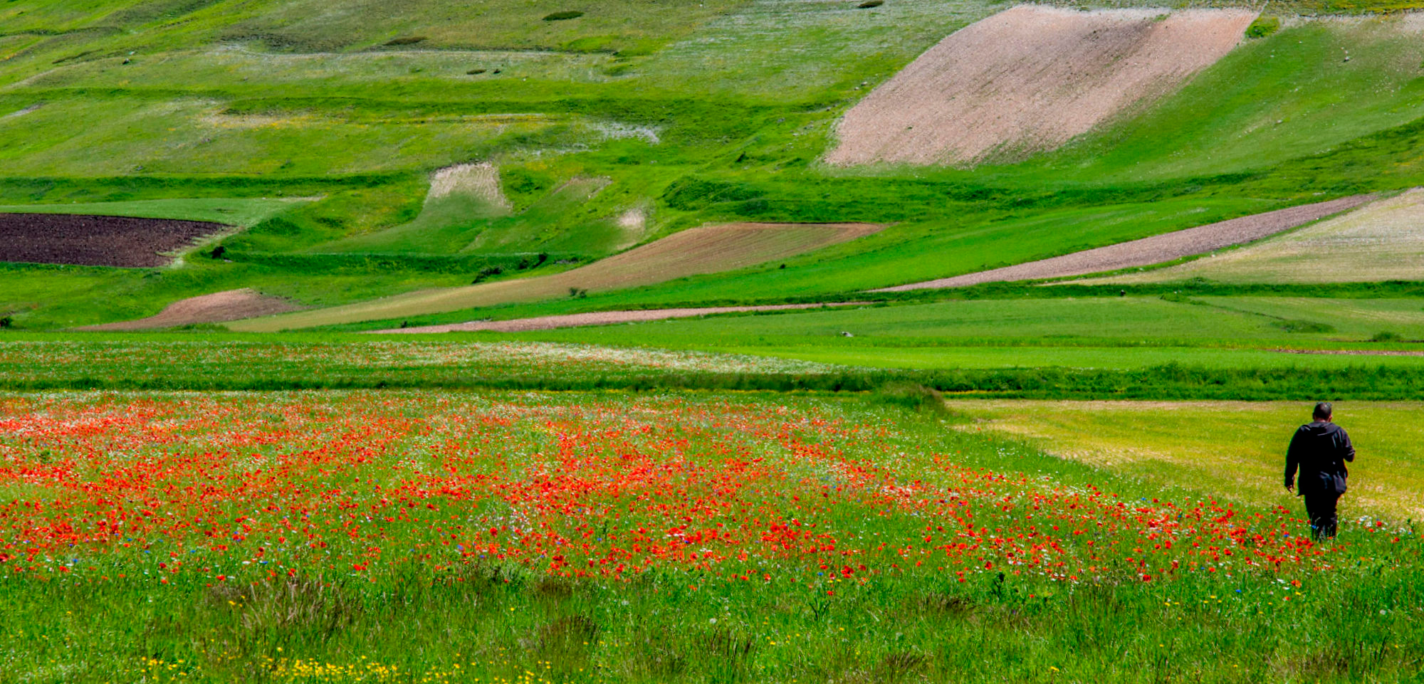 Waiting for the Flowering