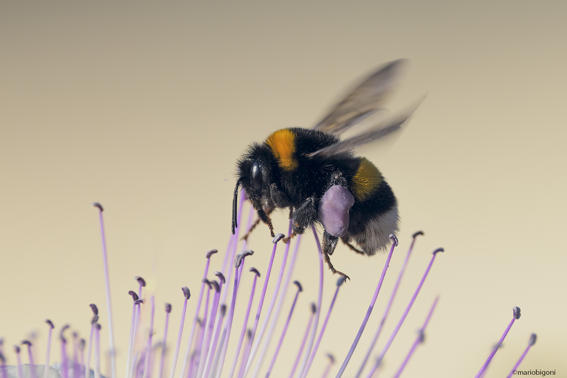 Bombo su fiore di cappero