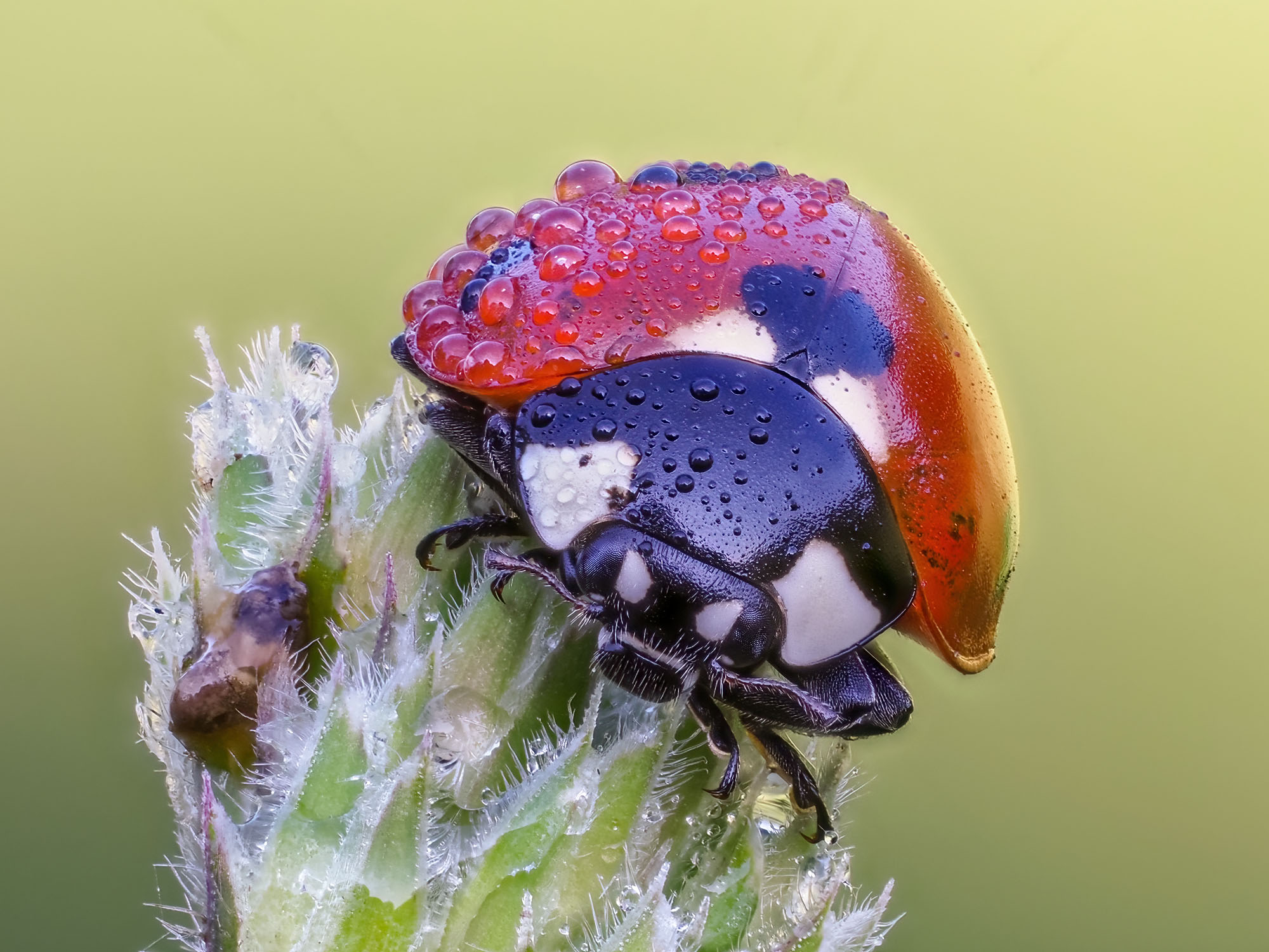 Coccinella septempunctata