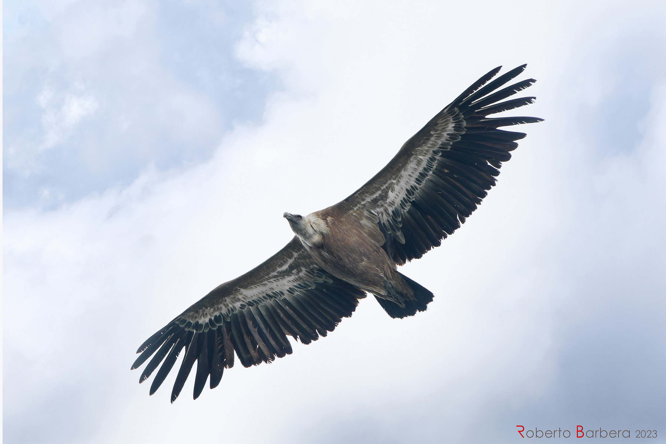 Grifone - monte saccarello, parco Alpi liguri