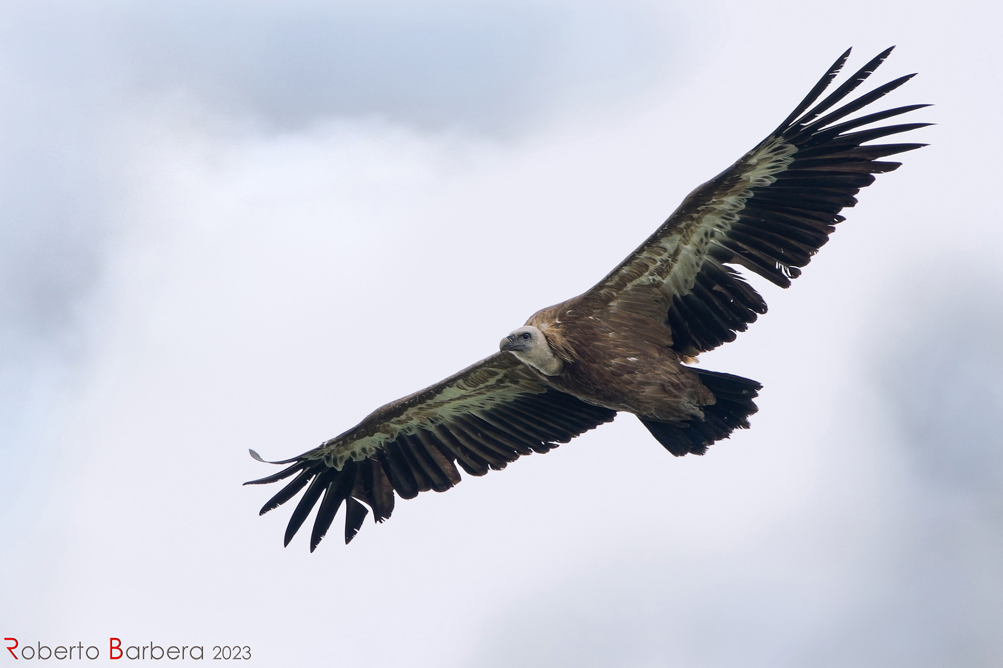 Grifone - monte Saccarello, parco Alpi liguri