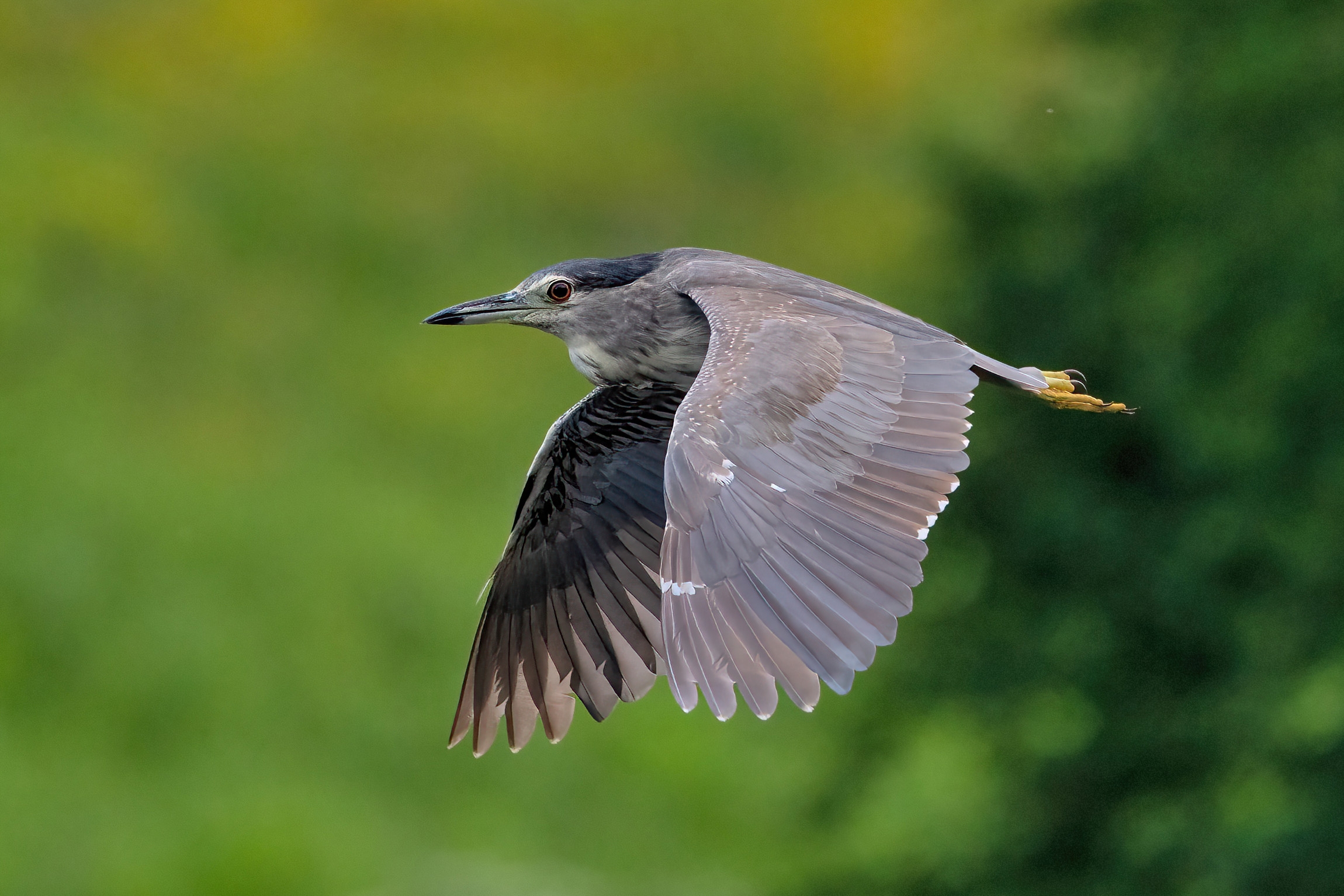 Nitticora (Nycticorax nycticorax ) juv