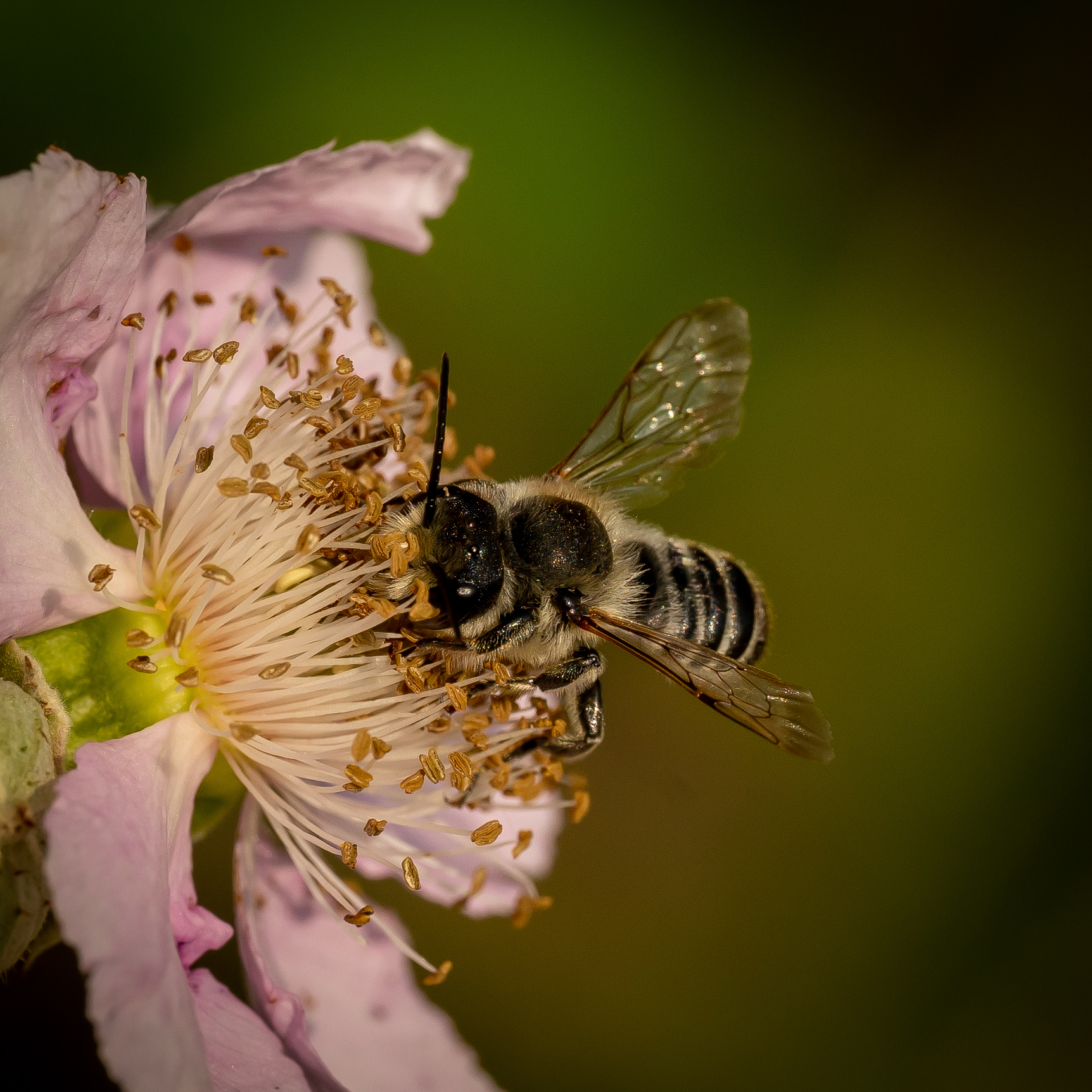 Megachile Rotundata