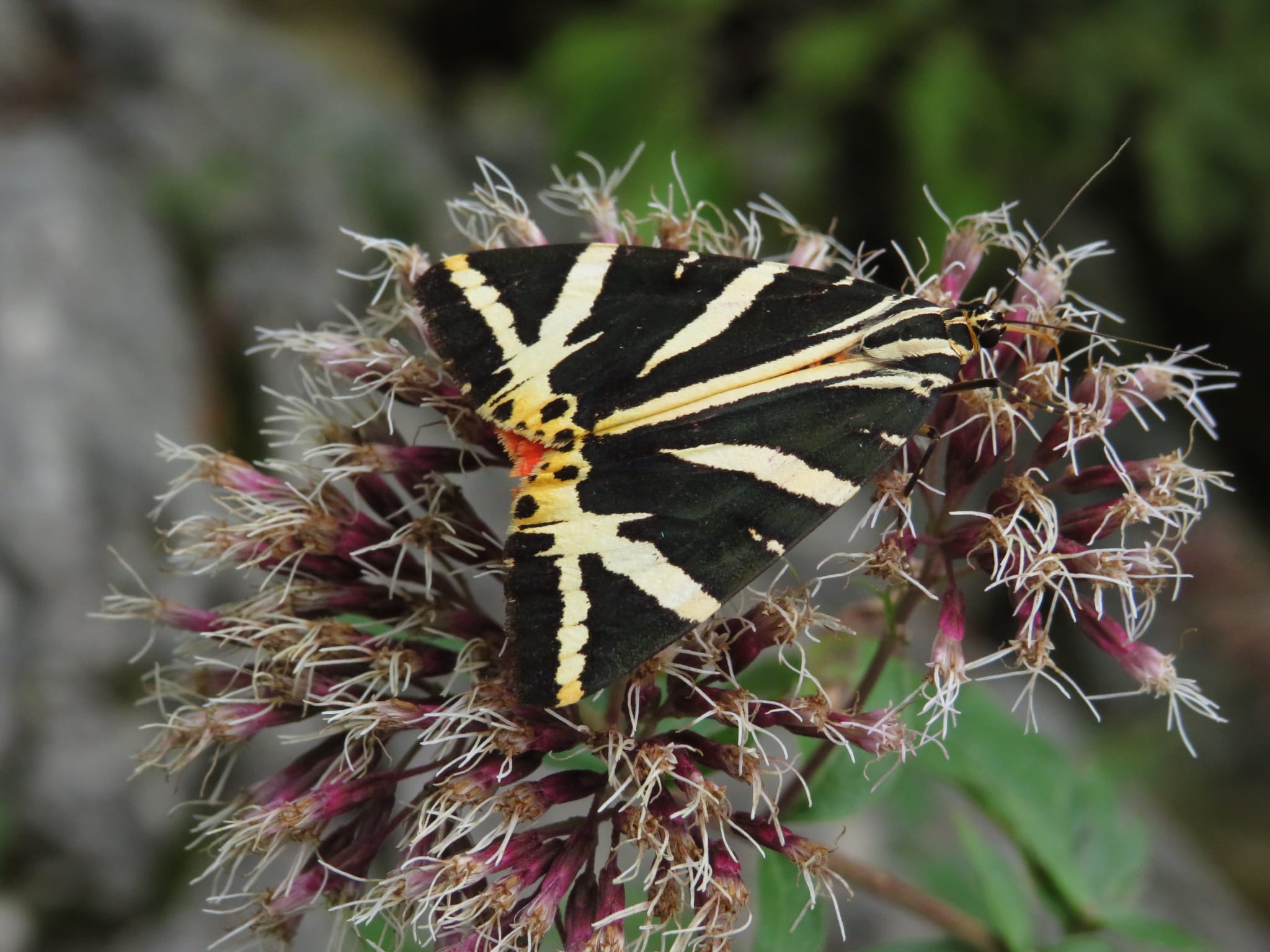 Falena su fiore