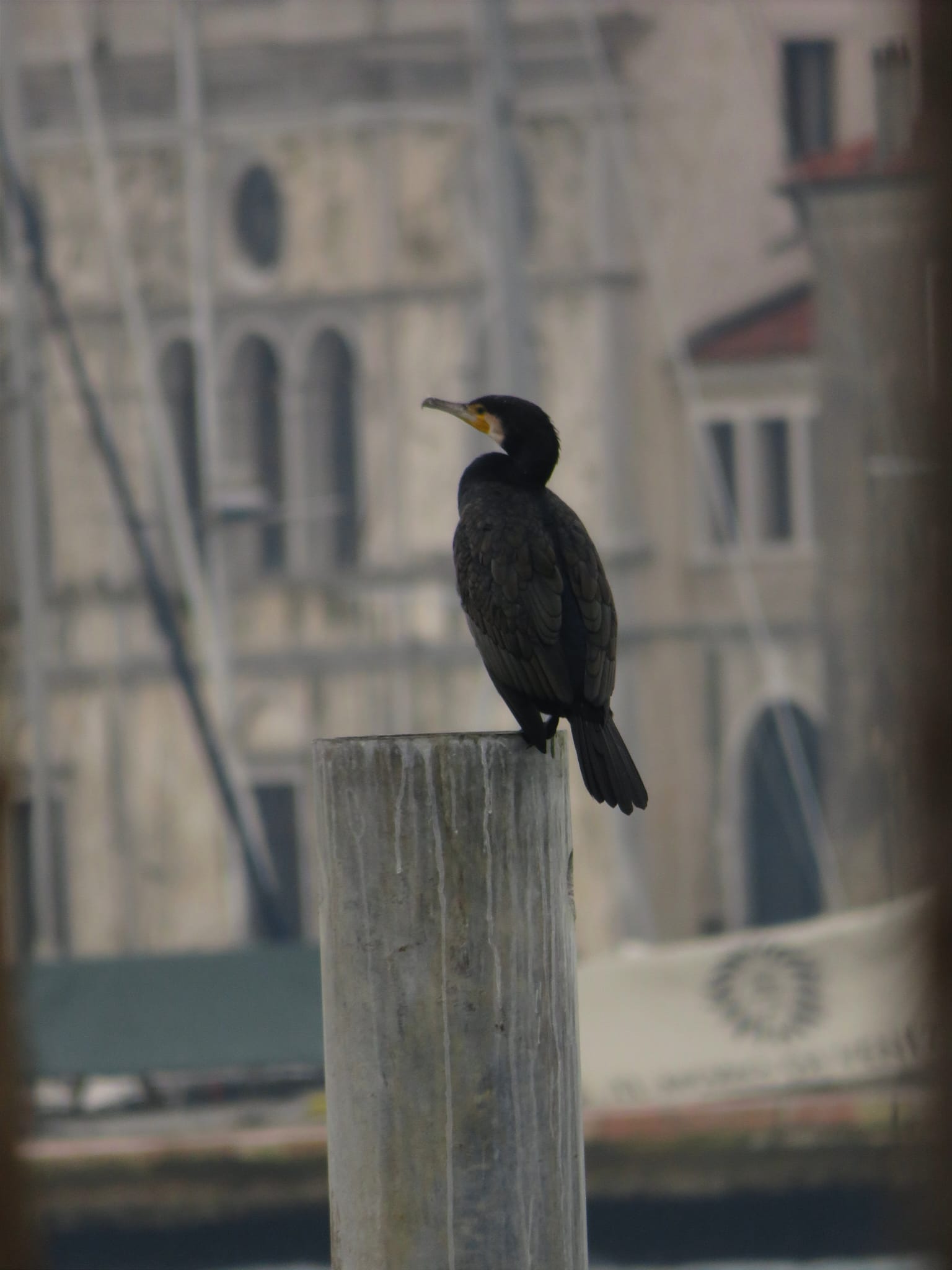 Cormorano a Venezia