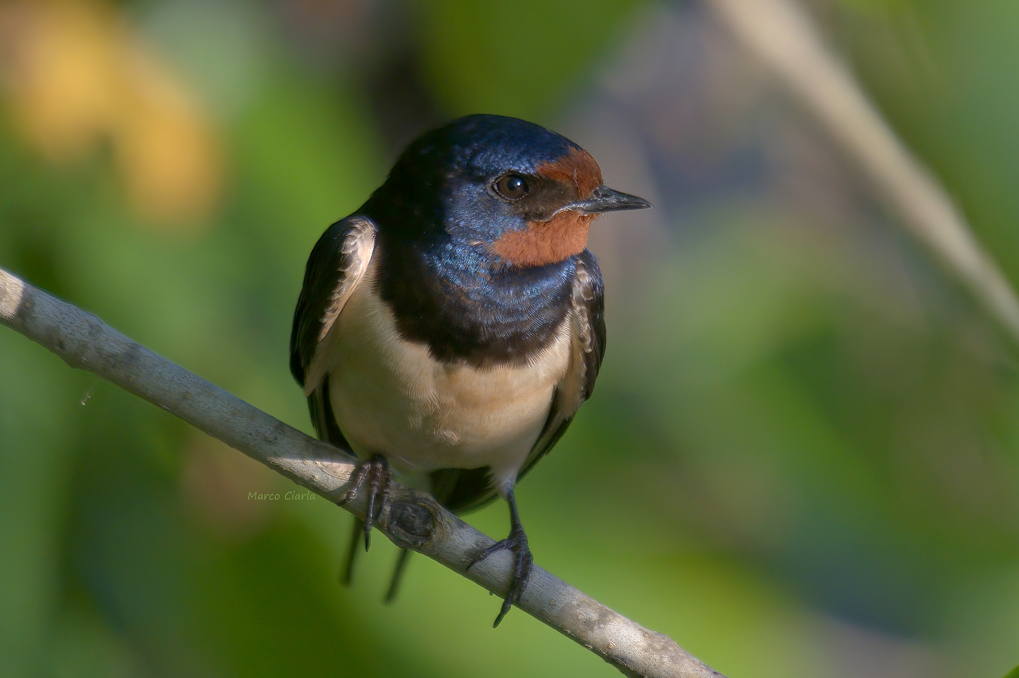 Swallow (Hirundo rustica)