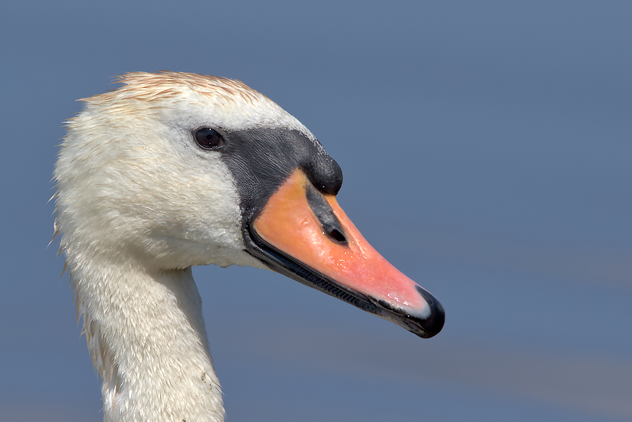 The Swan