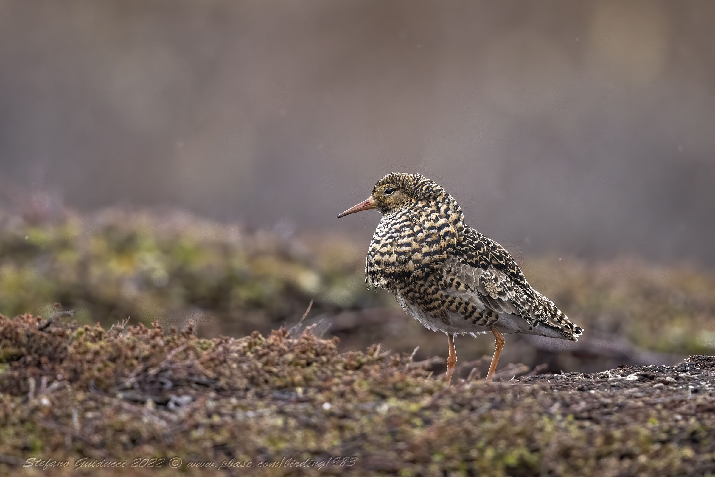 Elegantissimo nella sua livrea monocolore!!!