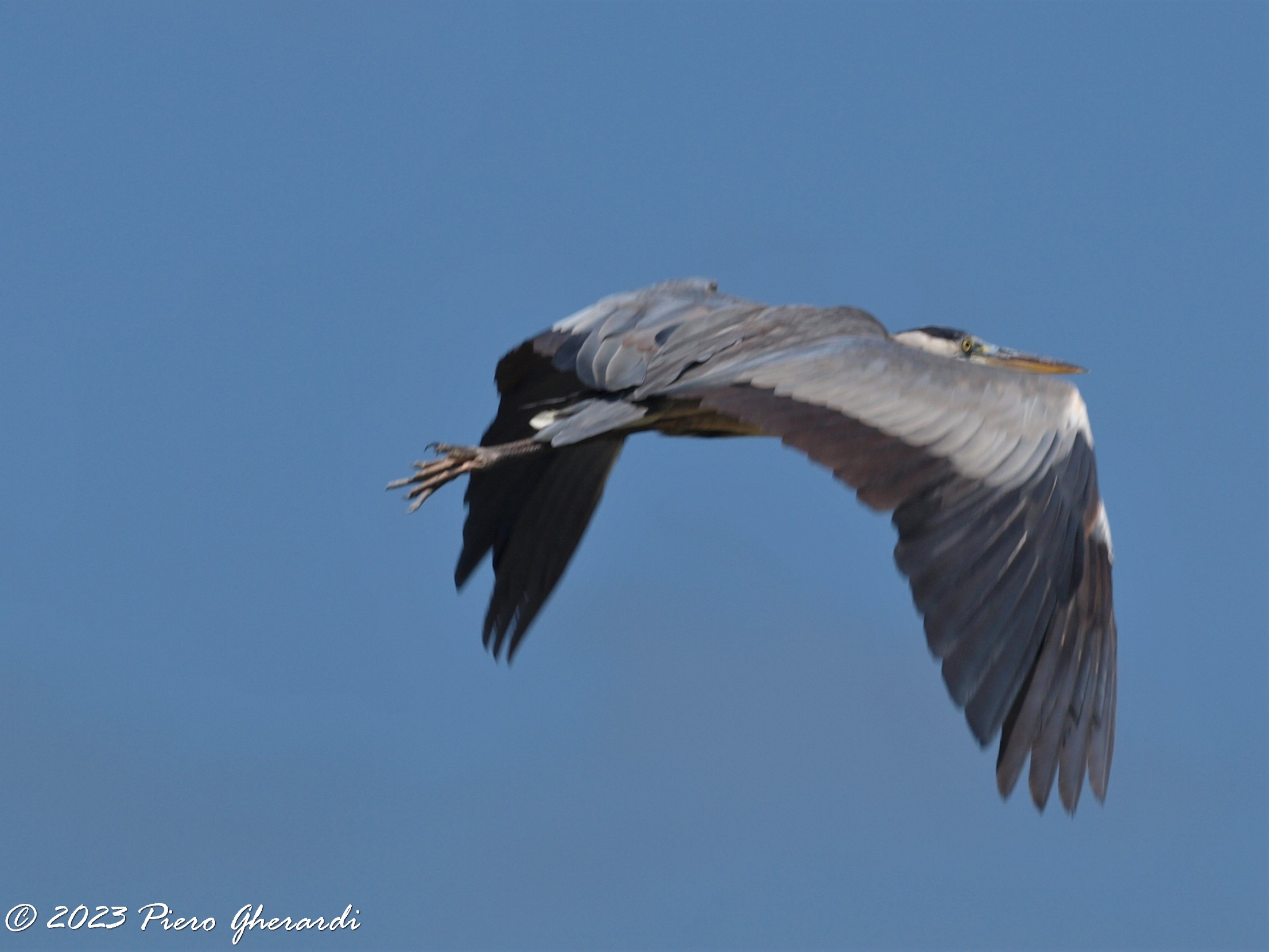 Uccelli