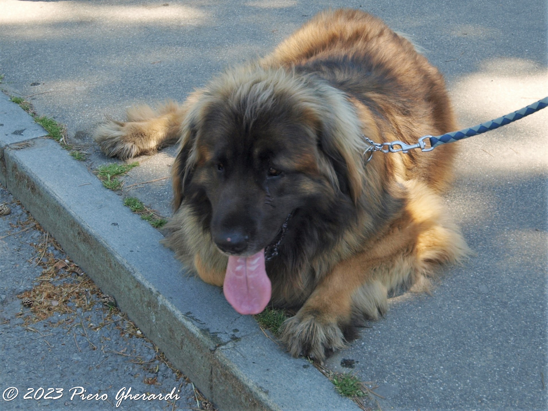 Animali domestici