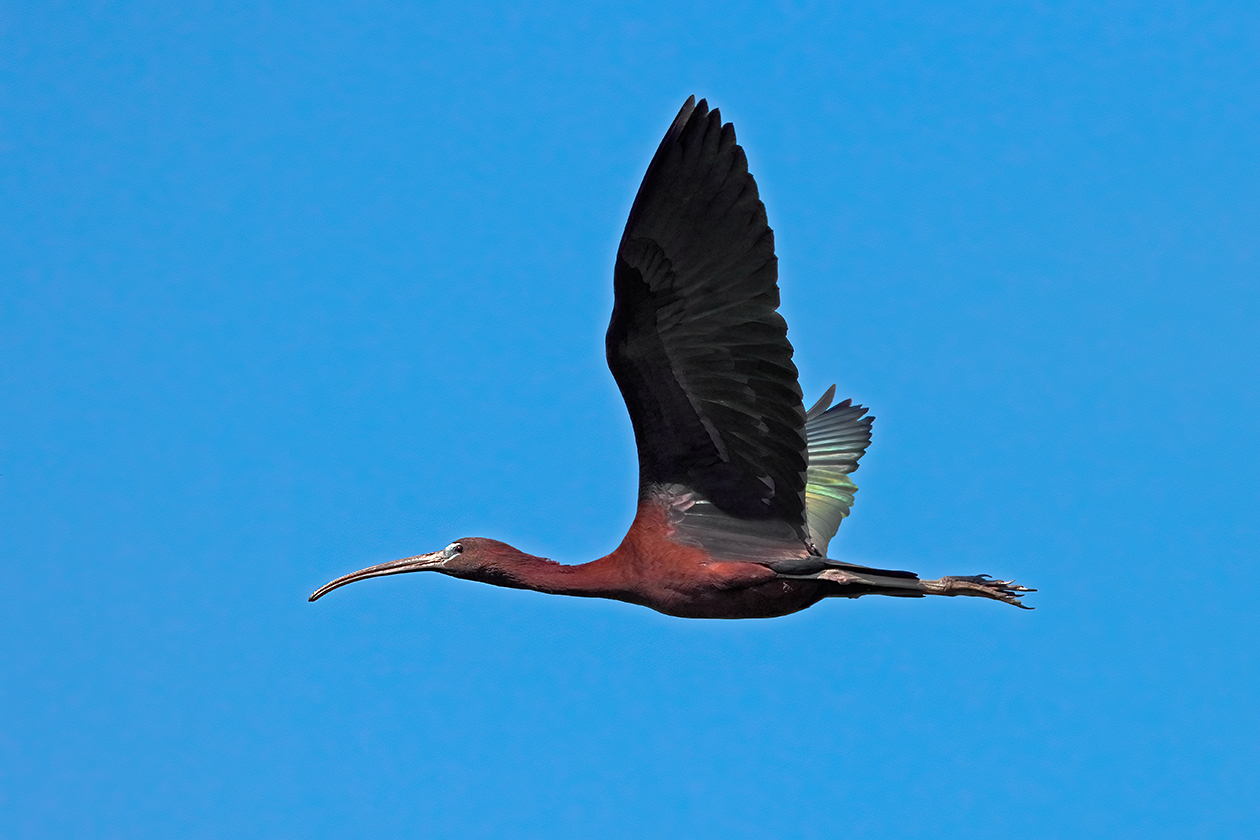 Glossy ibis