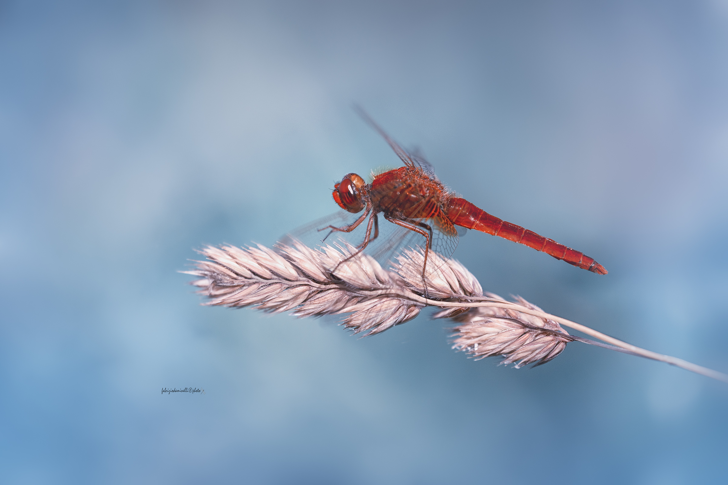 Crocothemis erythraea