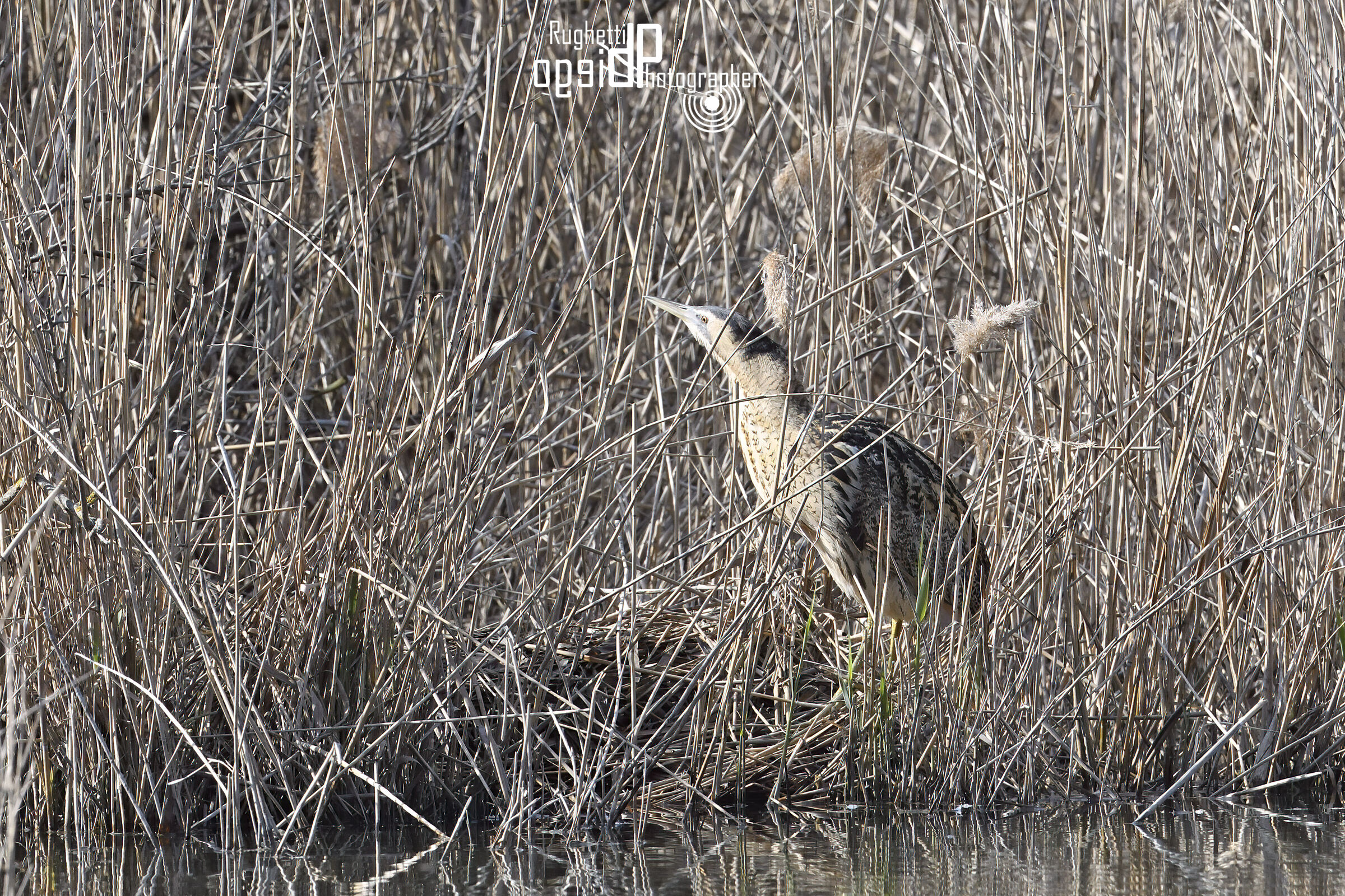 Monochromatic bittern